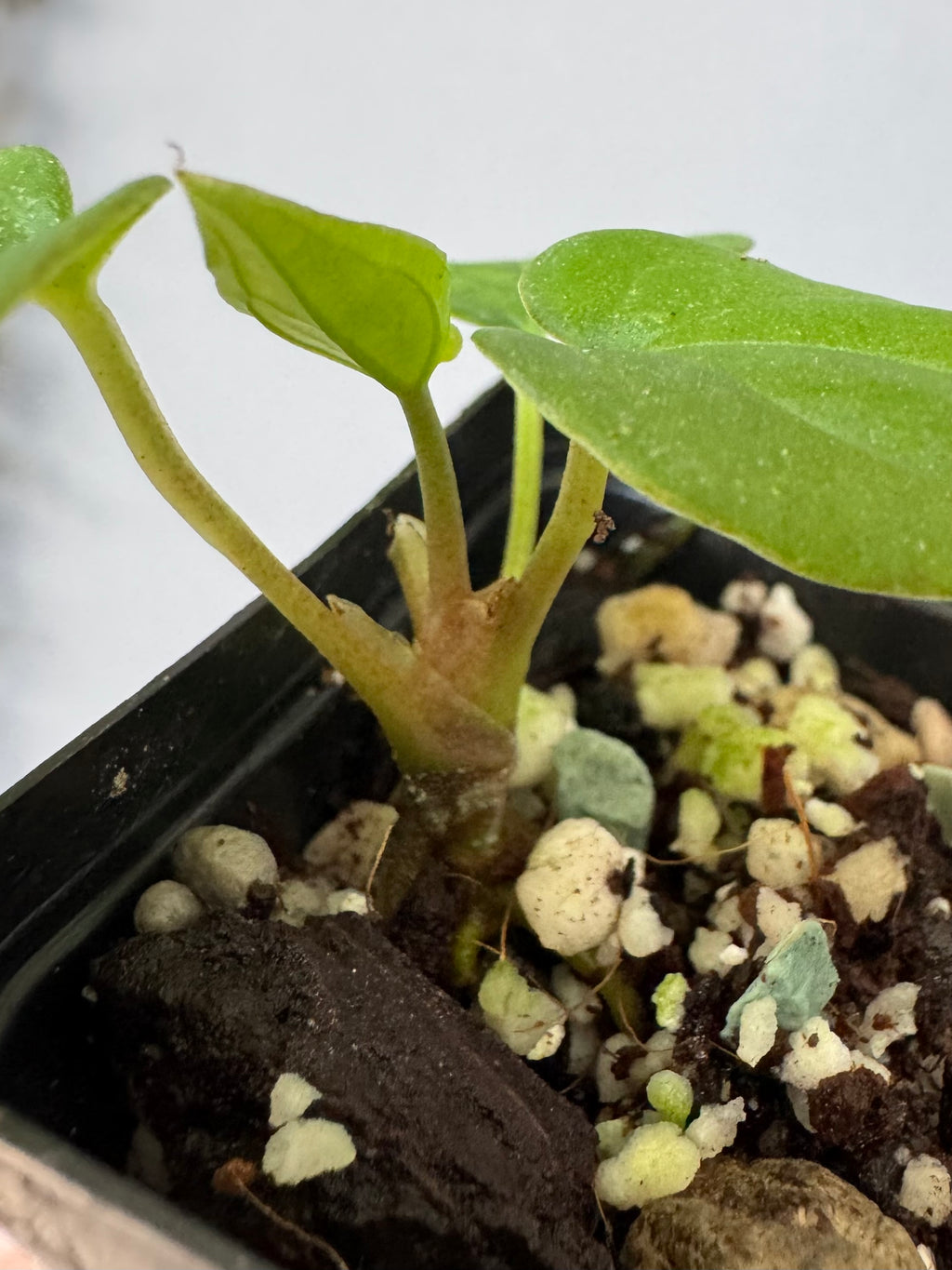 Anthurium Antolakii/ BVEP (Round x Felix) X Felix (Justin Jones / createdinagarden)