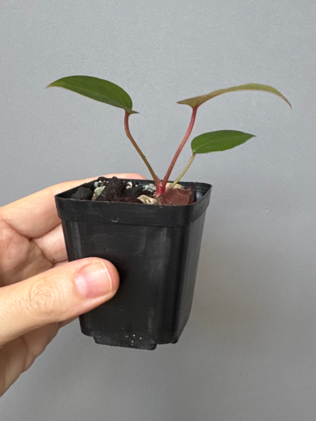 Anthurium CV Carmesim x ZxM