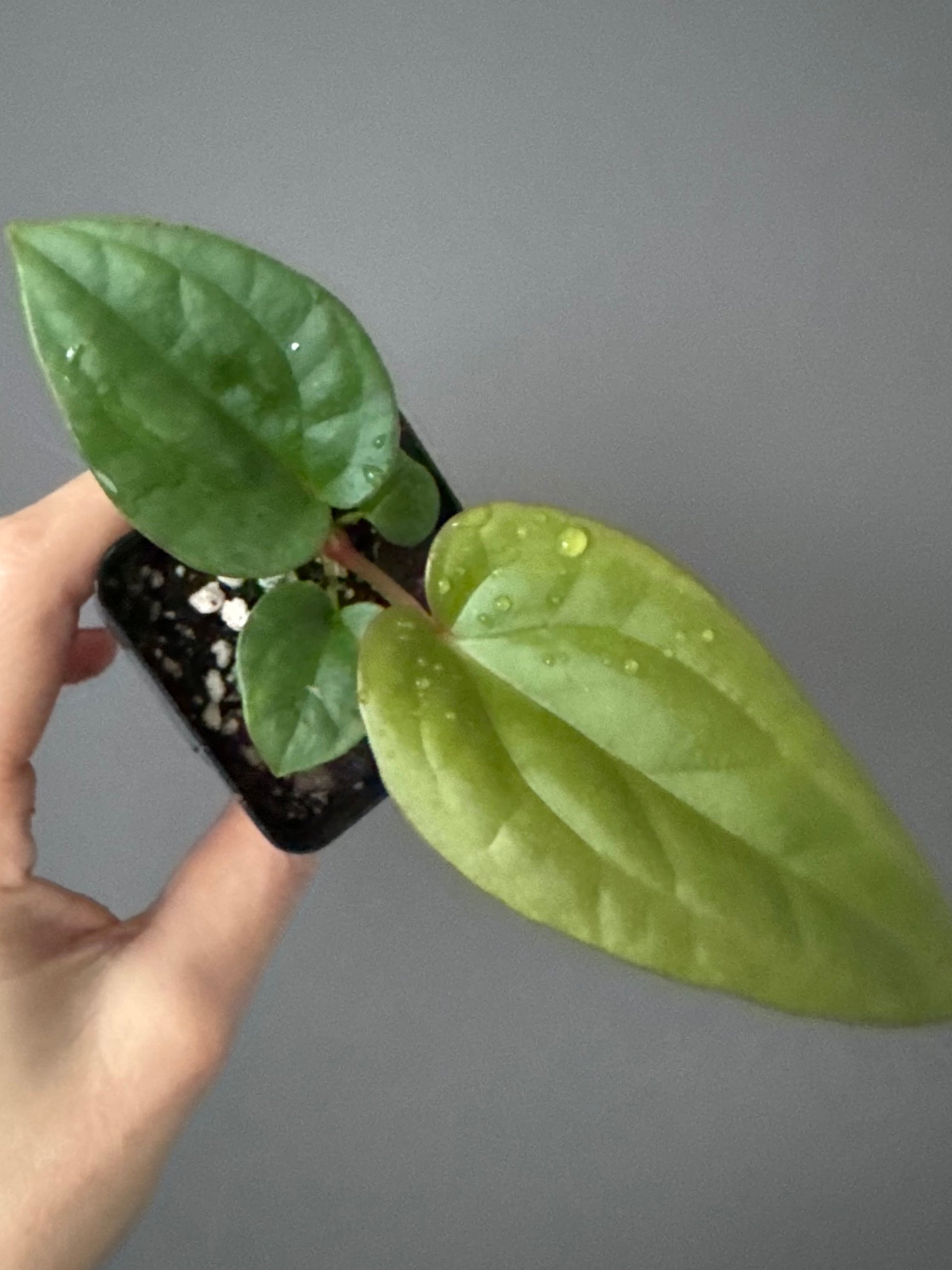 Anthurium (papillilaminum Hybrid x (KOS x Silver Blush)) X luxurians