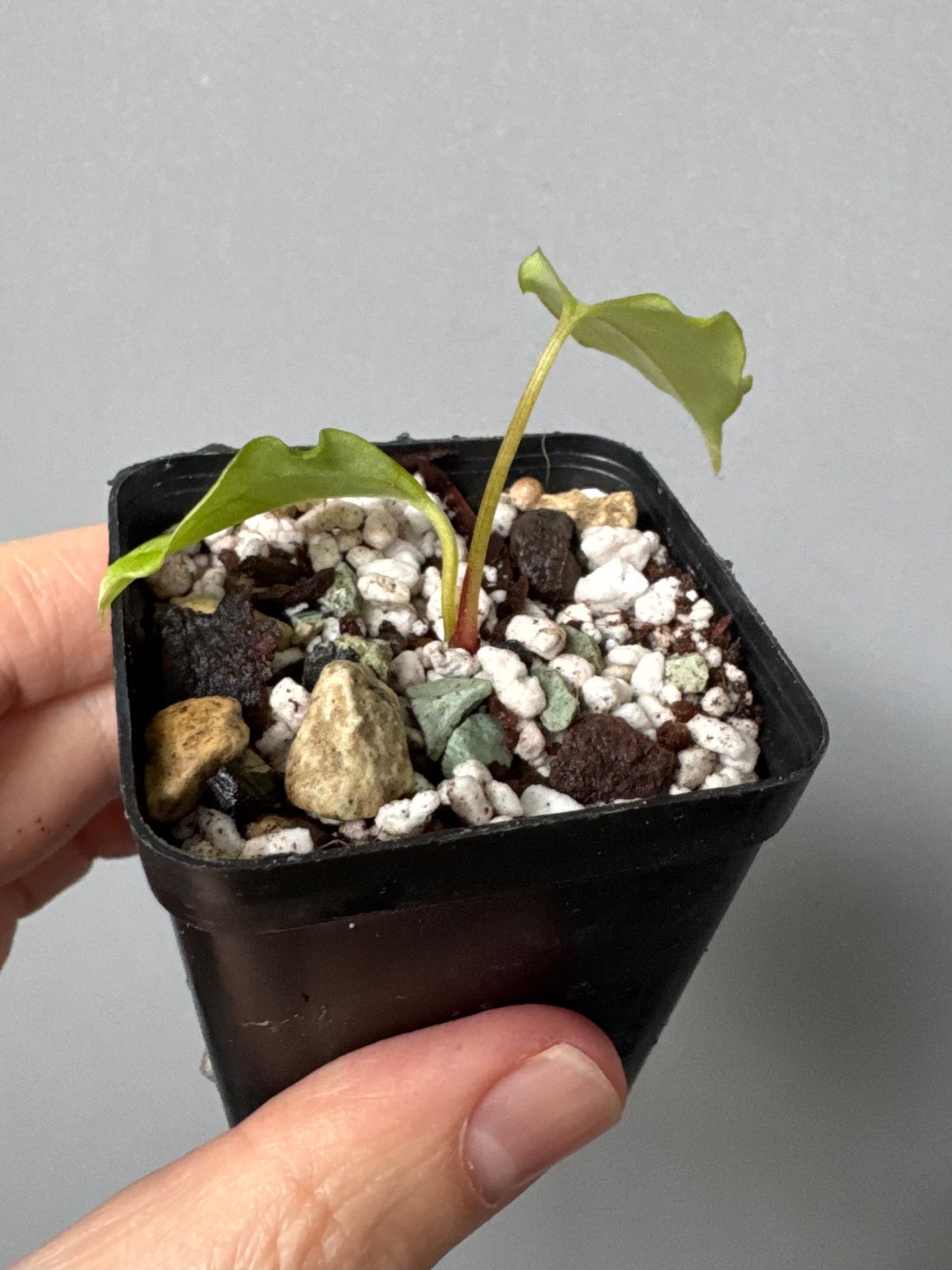 Anthurium Subsignatum Velvet x Ralph Lynam clone (#1) (by mathiuxaroid)