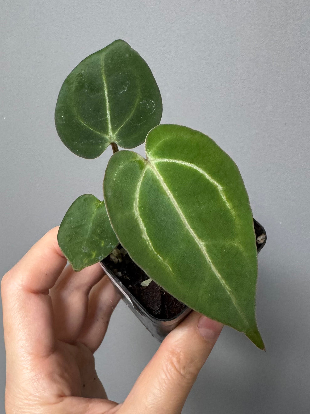 NSE Red Crystallinum x Carlablackiae (blister variegated) Clone/Ableger