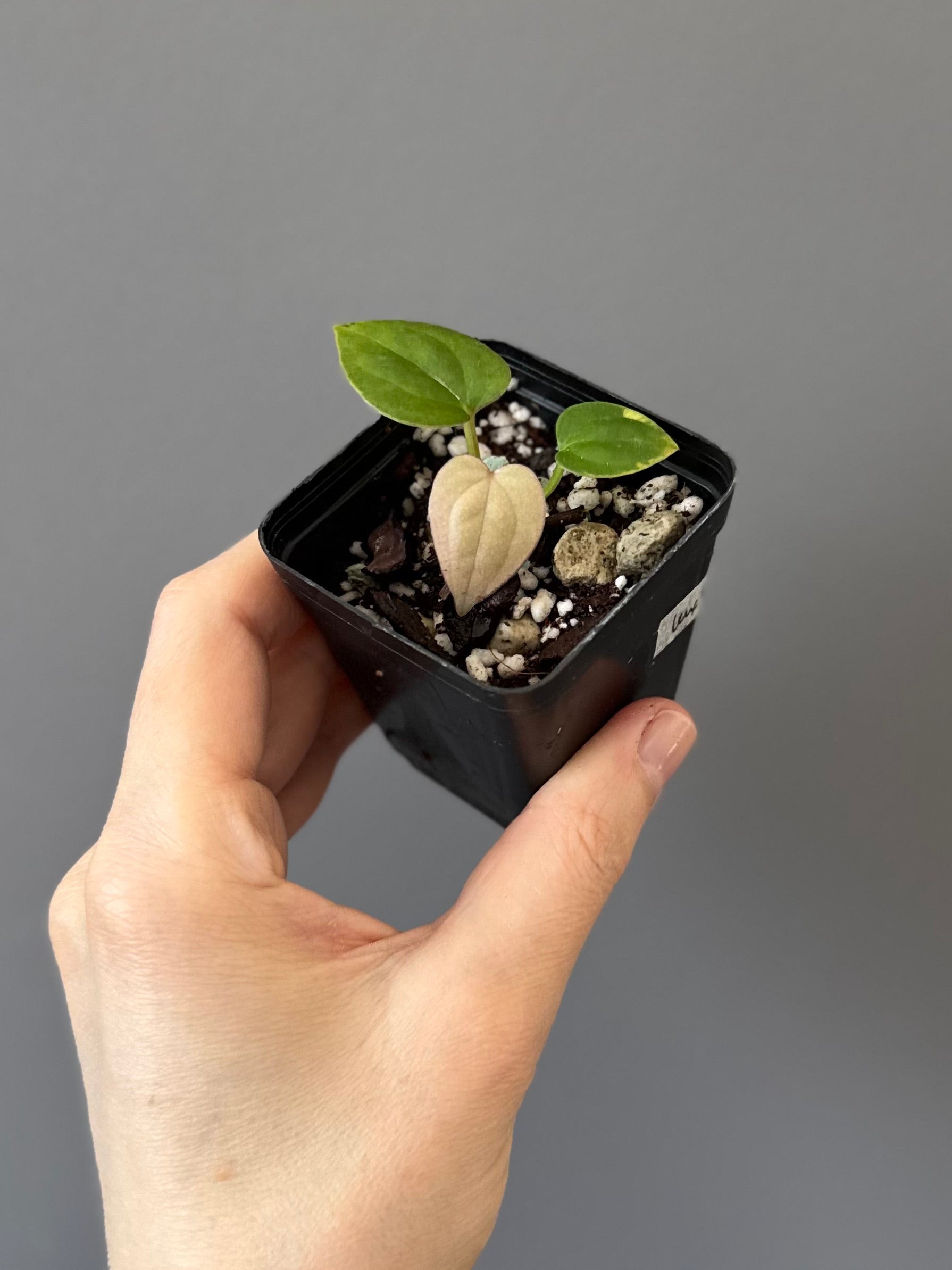 Anthurium Luxurians Hybrid (luxurians x warocqueanum(?))