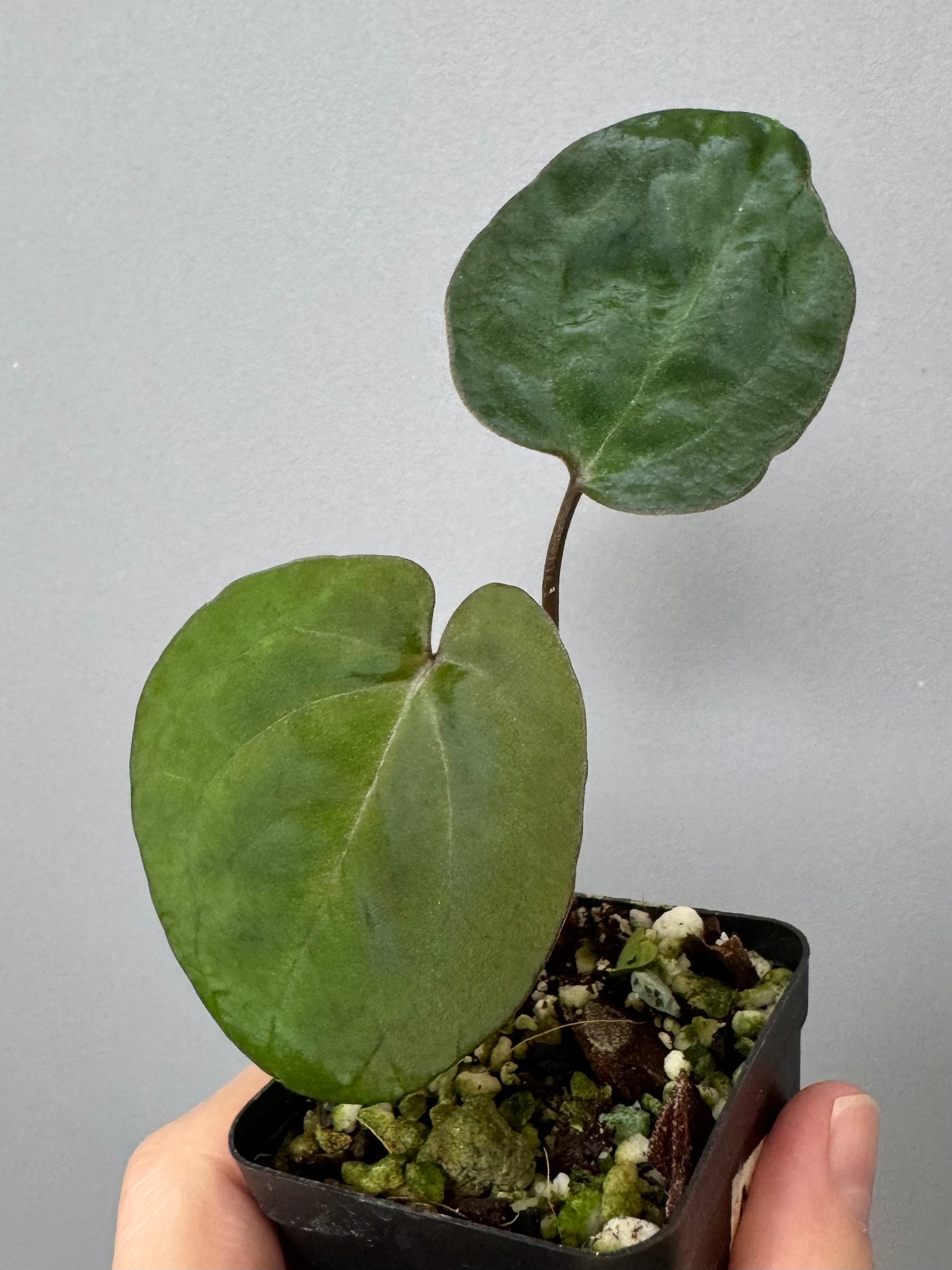 Anthurium Ace of Spades (AOS) dark form (Tezula) Clone (von abelia.plants)