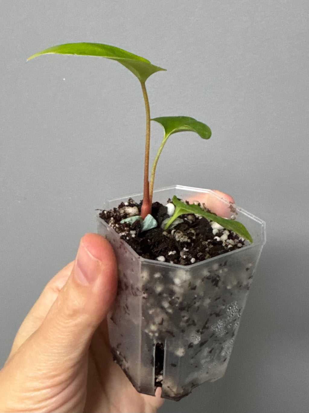 Anthurium ((papillilaminum Ralph Lynam x Fort Sherman) x carlablackiae) x RVDP (Maria)