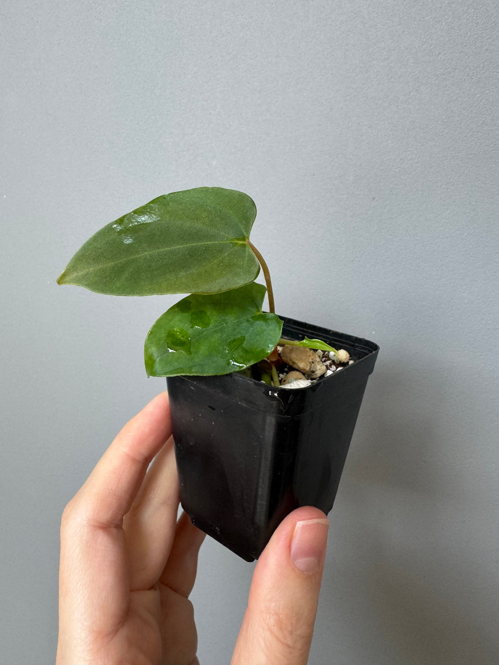 Anthurium papillilaminum Fort Sherman x Ralph Lynam (Jay Vannini clone)
