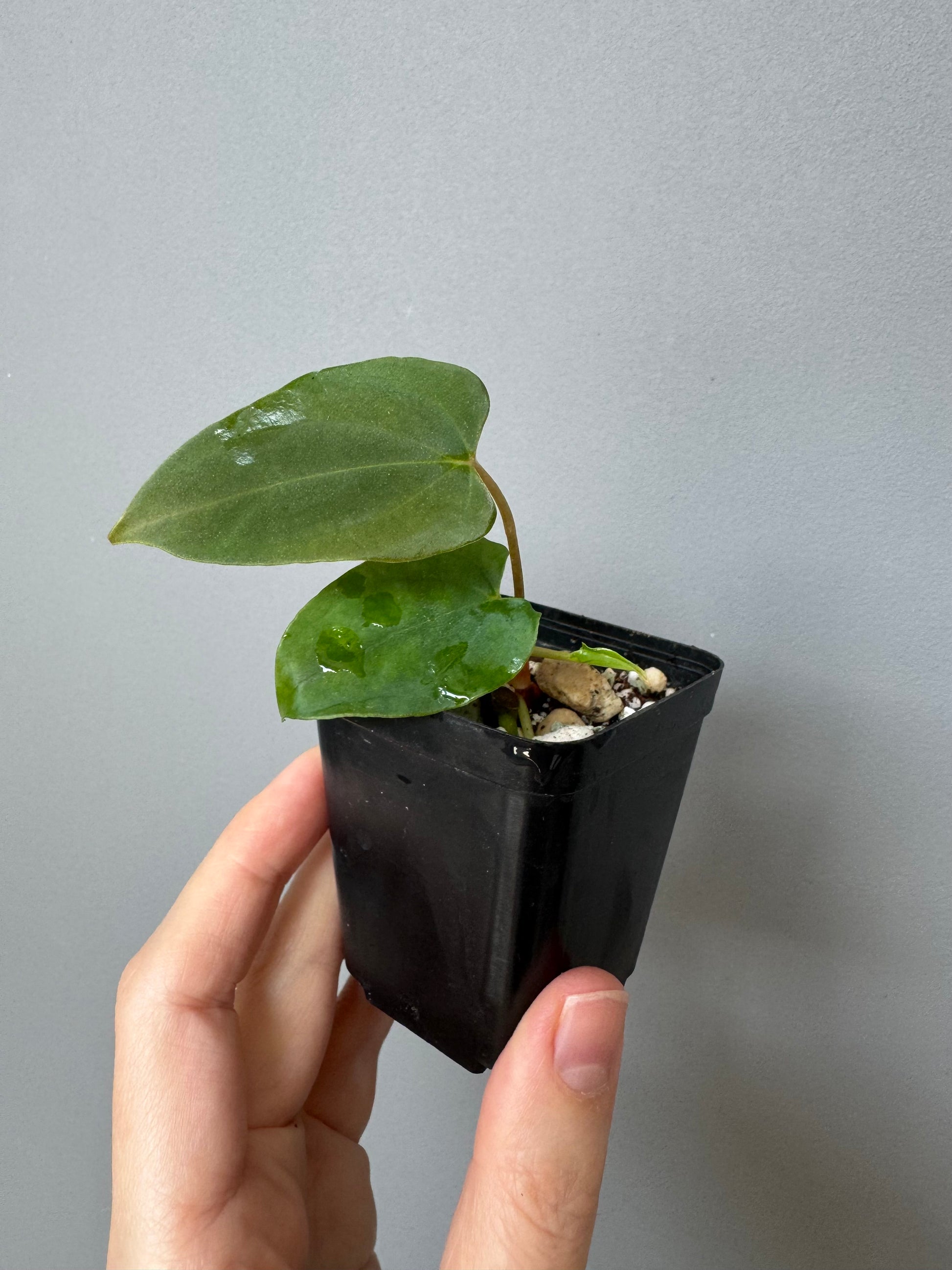 Anthurium papillilaminum Fort Sherman x Ralph Lynam (Jay Vannini clone)
