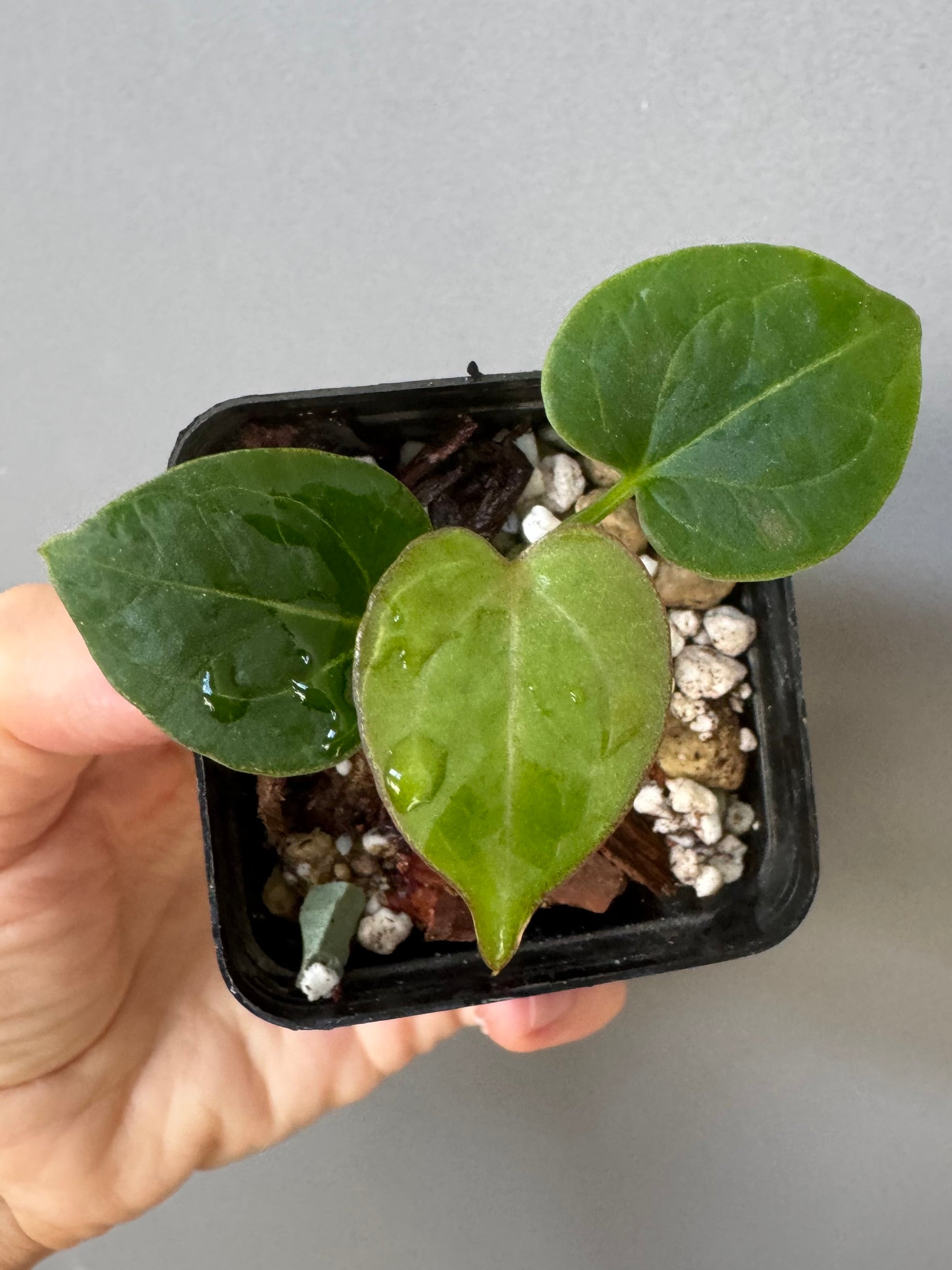 Anthurium King of Spades KOS/HU (#1)