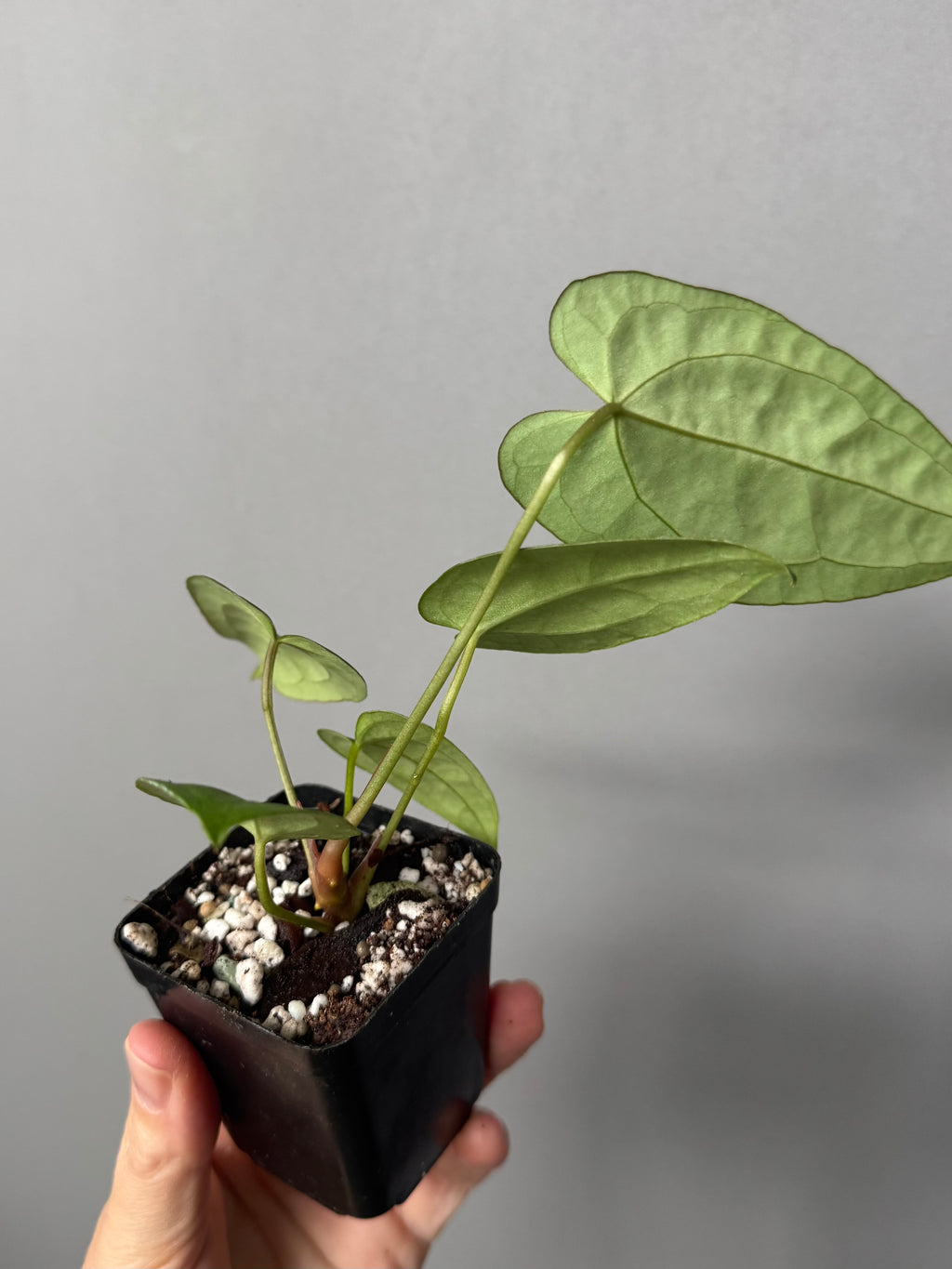 Anthurium NoID x (AOS x forgetii)