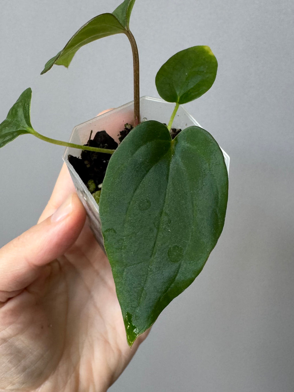 Anthurium (BVEP x Kuna) x (BVEP RxF x F) by thelonelysanctuary