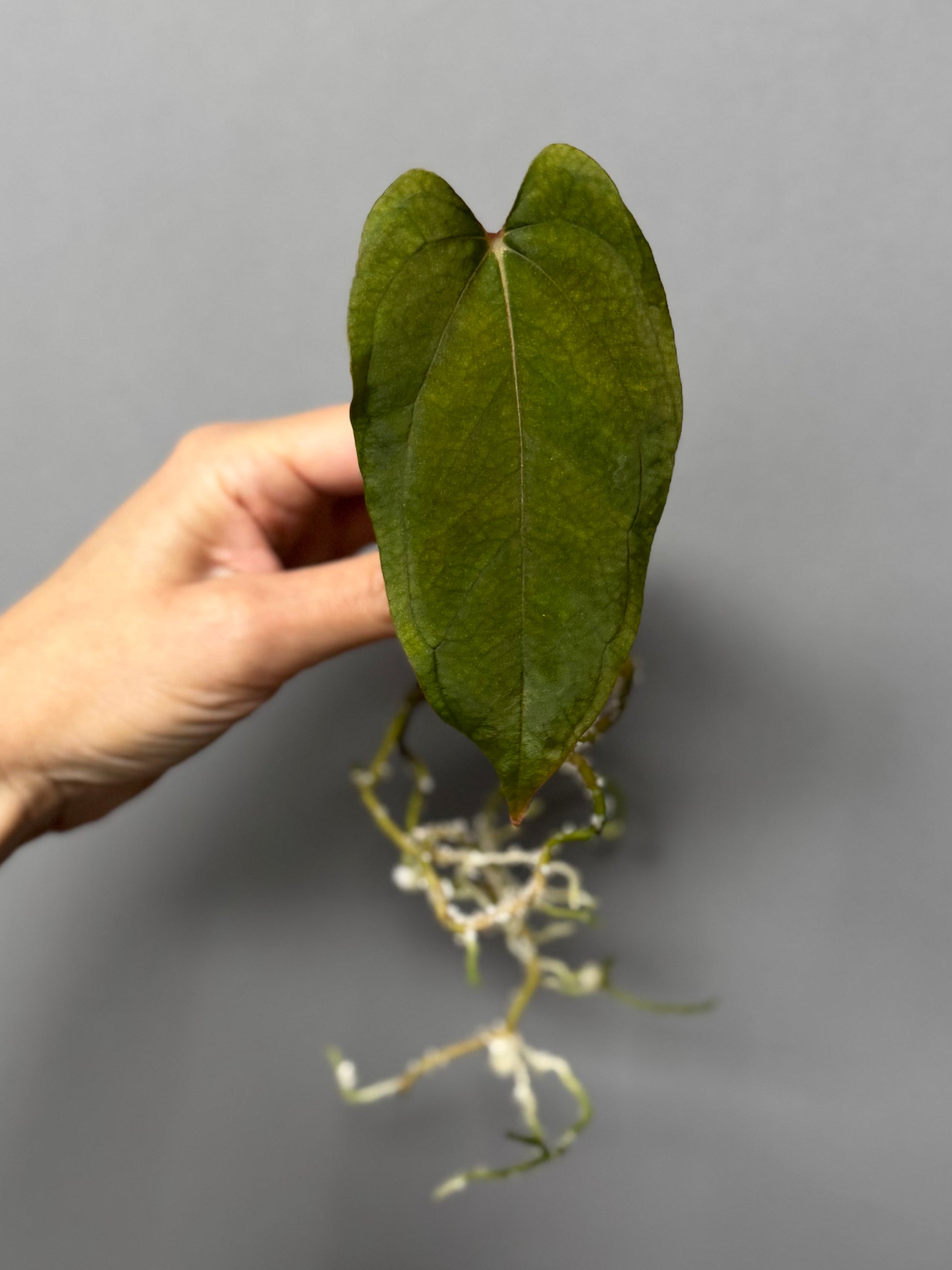 Anthurium Papillilaminum 'Daniel' clone (no xself)