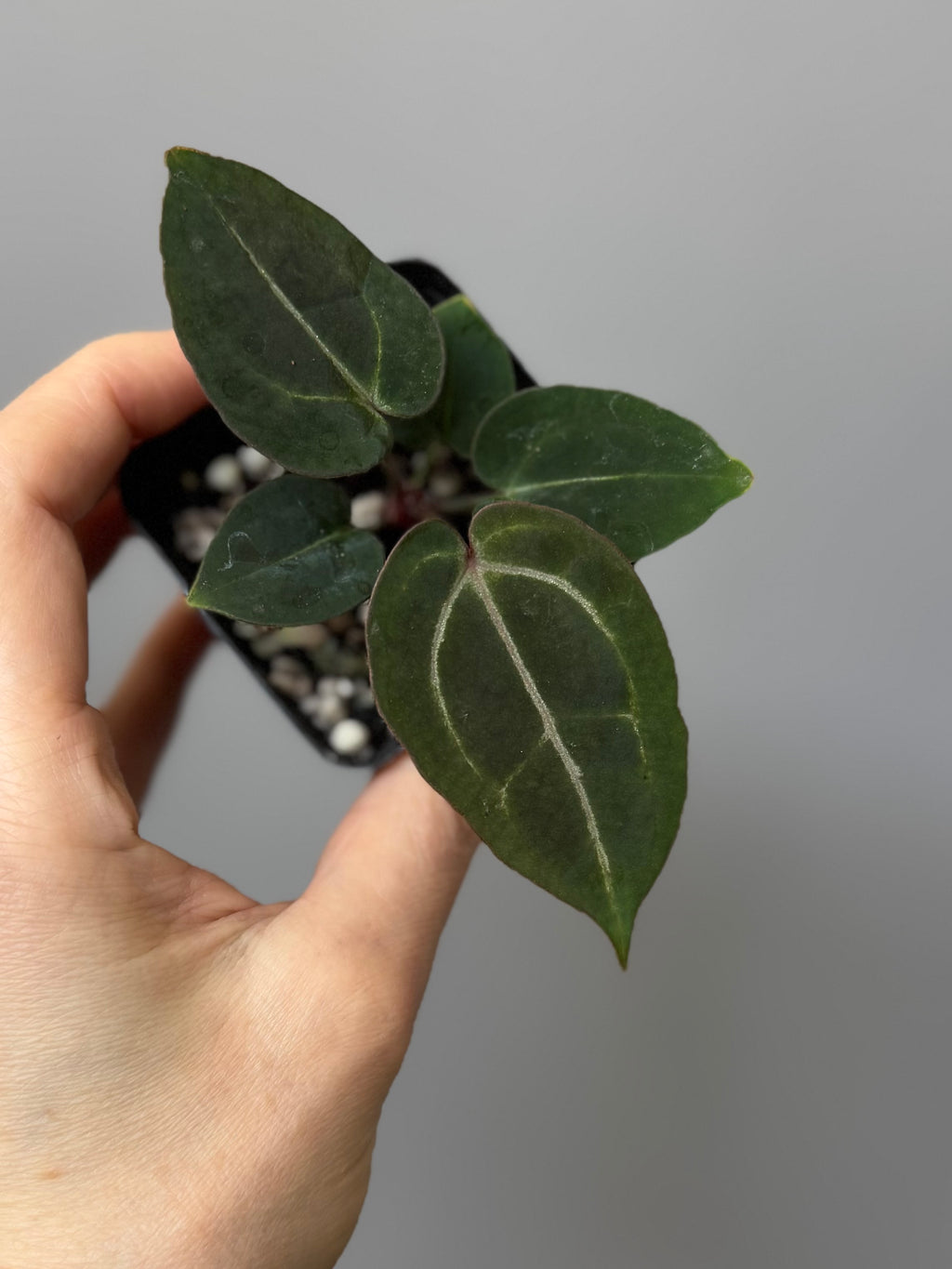 Anthurium (ZxM) x  (NSE Red Crystallinum x Carlablackiae)