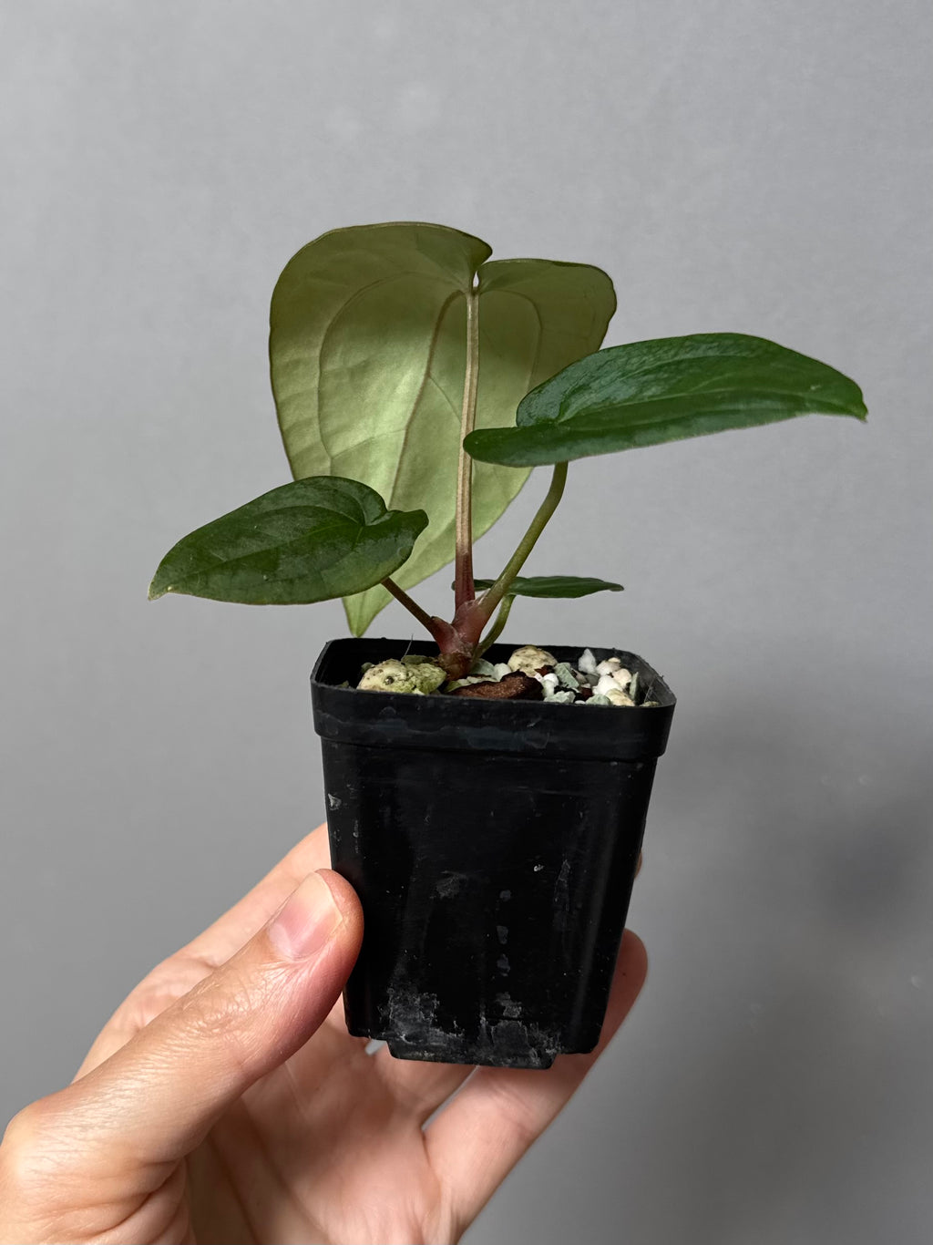 Anthurium (Crystallinum chocolate x BVEP) x BVEP OG1