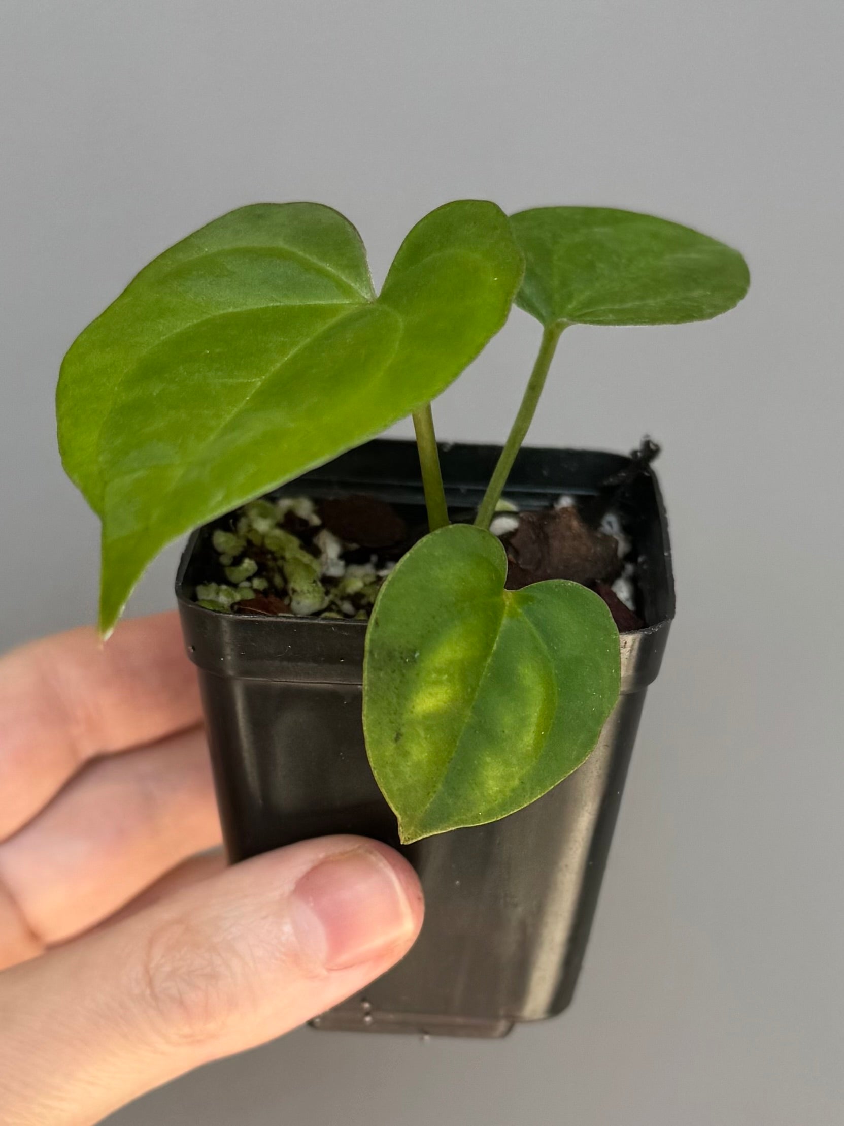 Anthurium Tezula AOS df x BVEP neon (Sarah/botanophile)