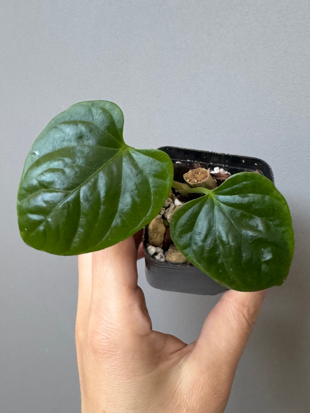 Anthurium debilis (#1) - cutting