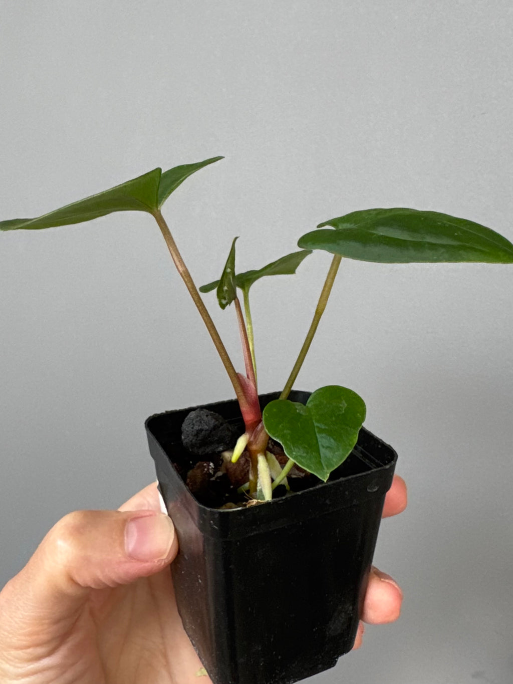 Anthurium Papillilaminum x FSxRVDP