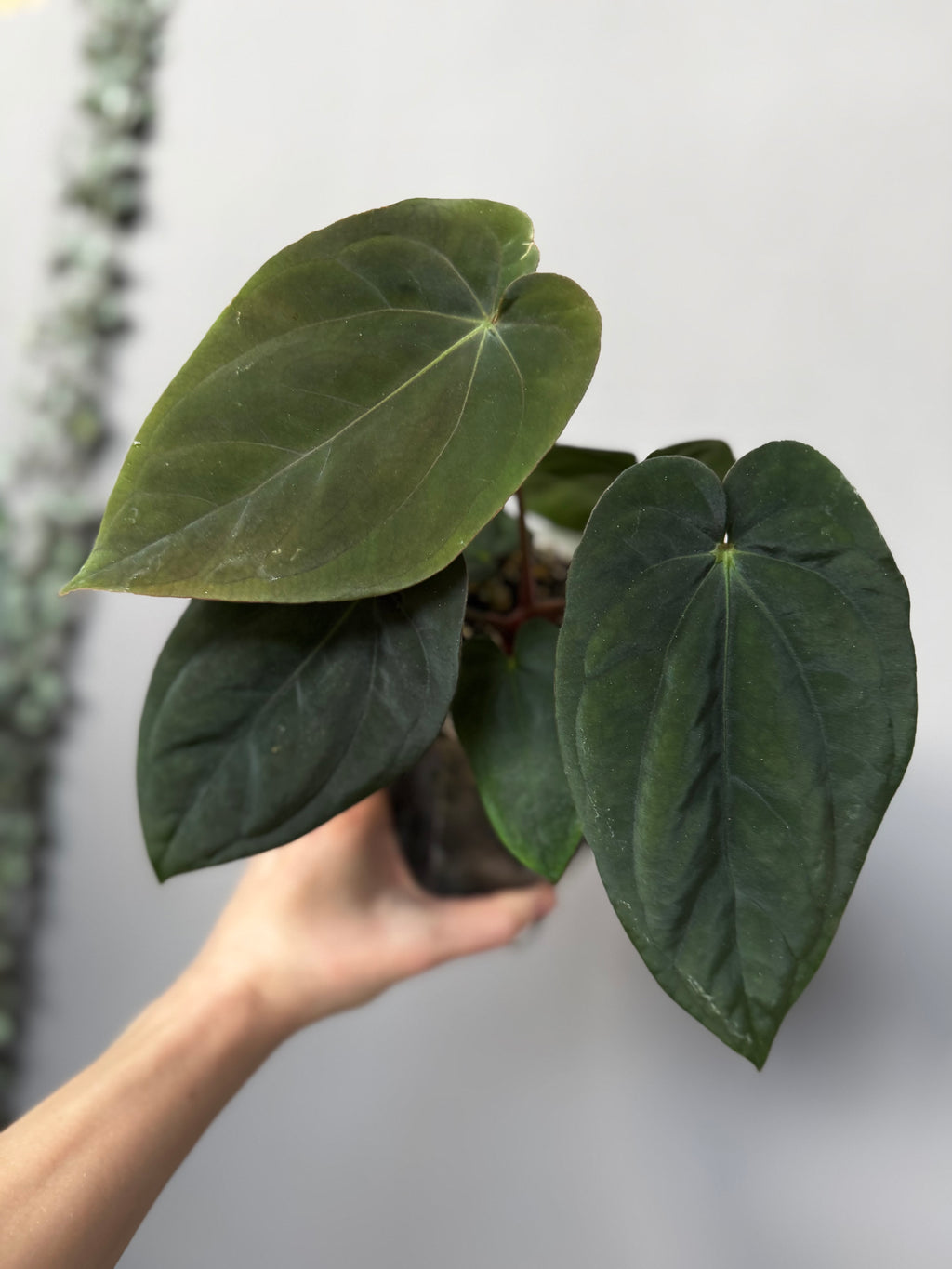 Anthurium Antolakii/ BVEP (Round x Felix) X Felix (Justin Jones / createdinagarden)