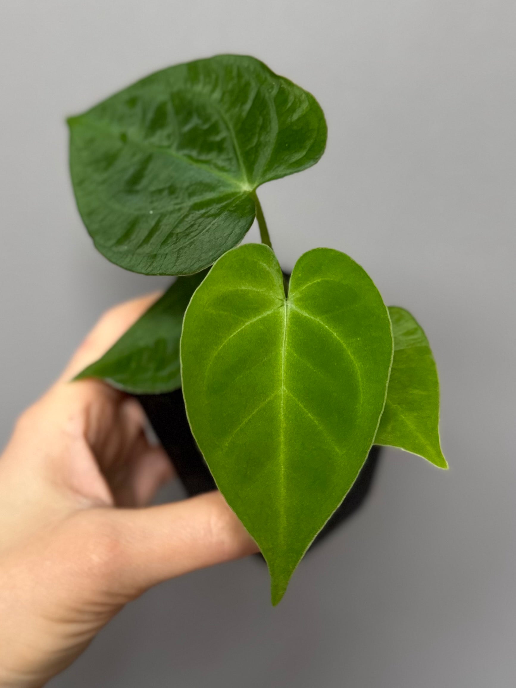 Anthurium magnificum x papillilaminum