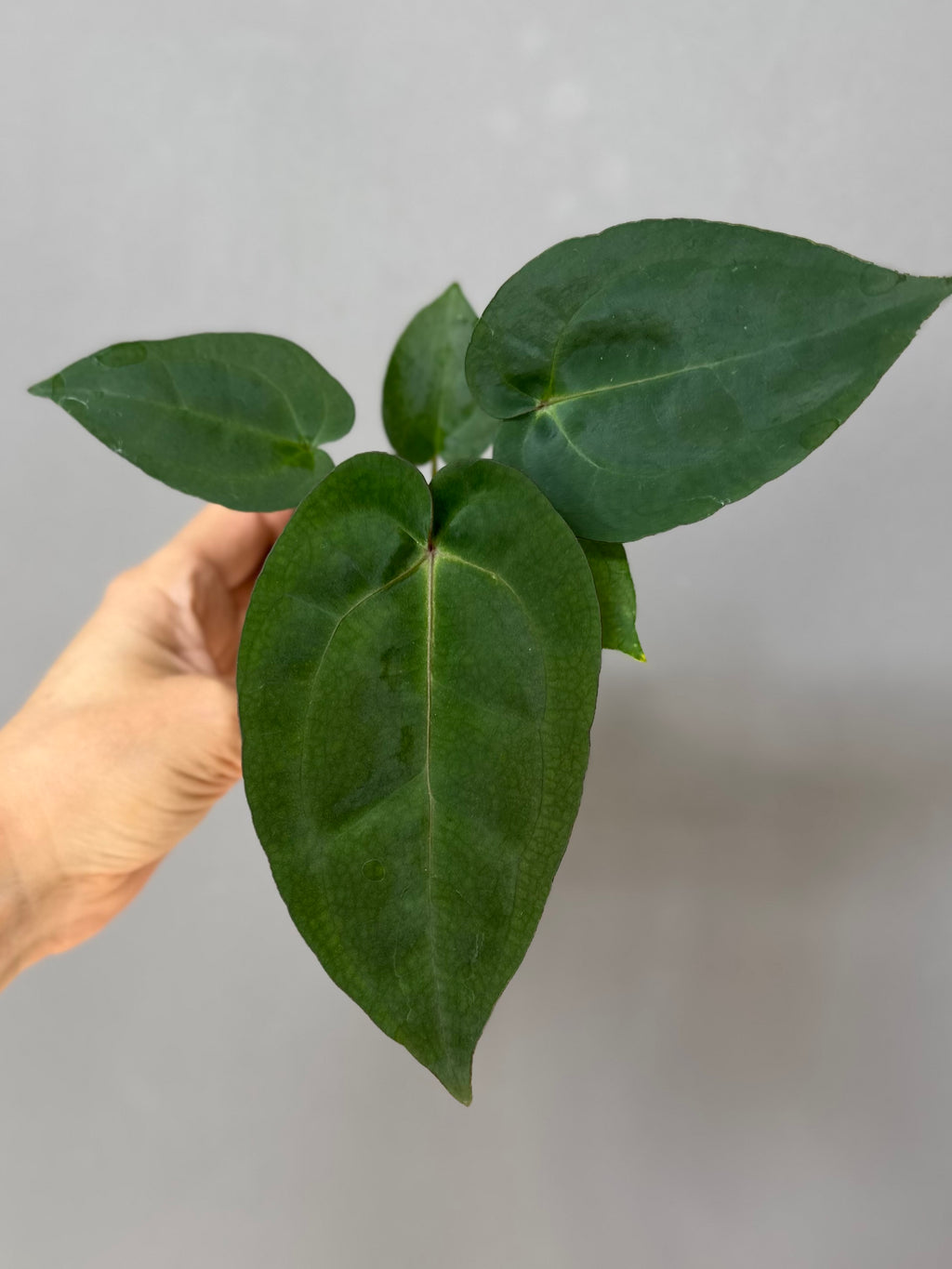 Anthurium (NSE Red Crystallinum x Carla) x RVDP
