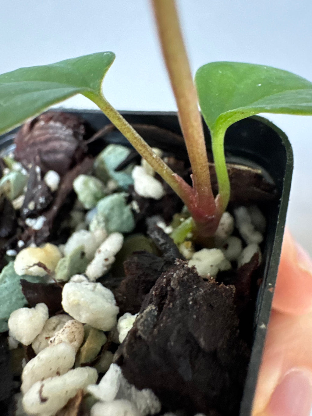 Anthurium RVDP - Red Vein Dark Phoenix - clone