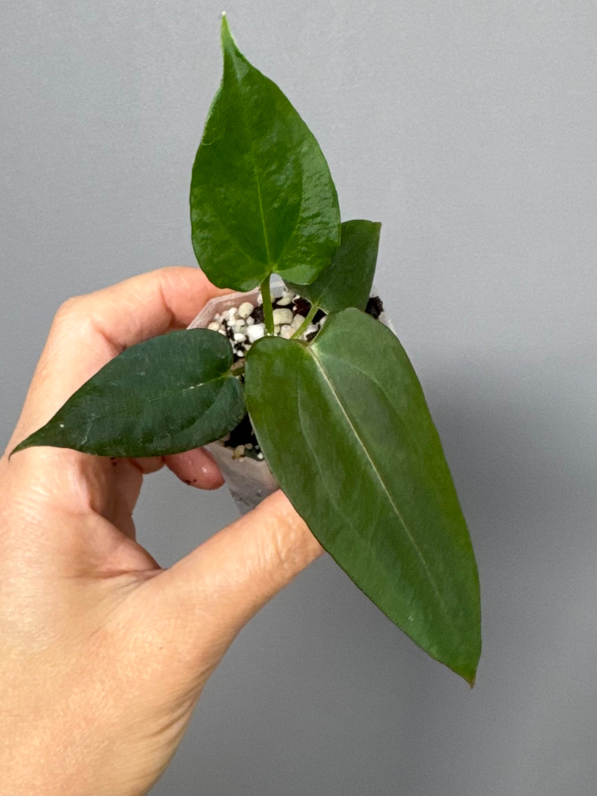 Anthurium (NoID x Papi Indo) x (DH x RVC)