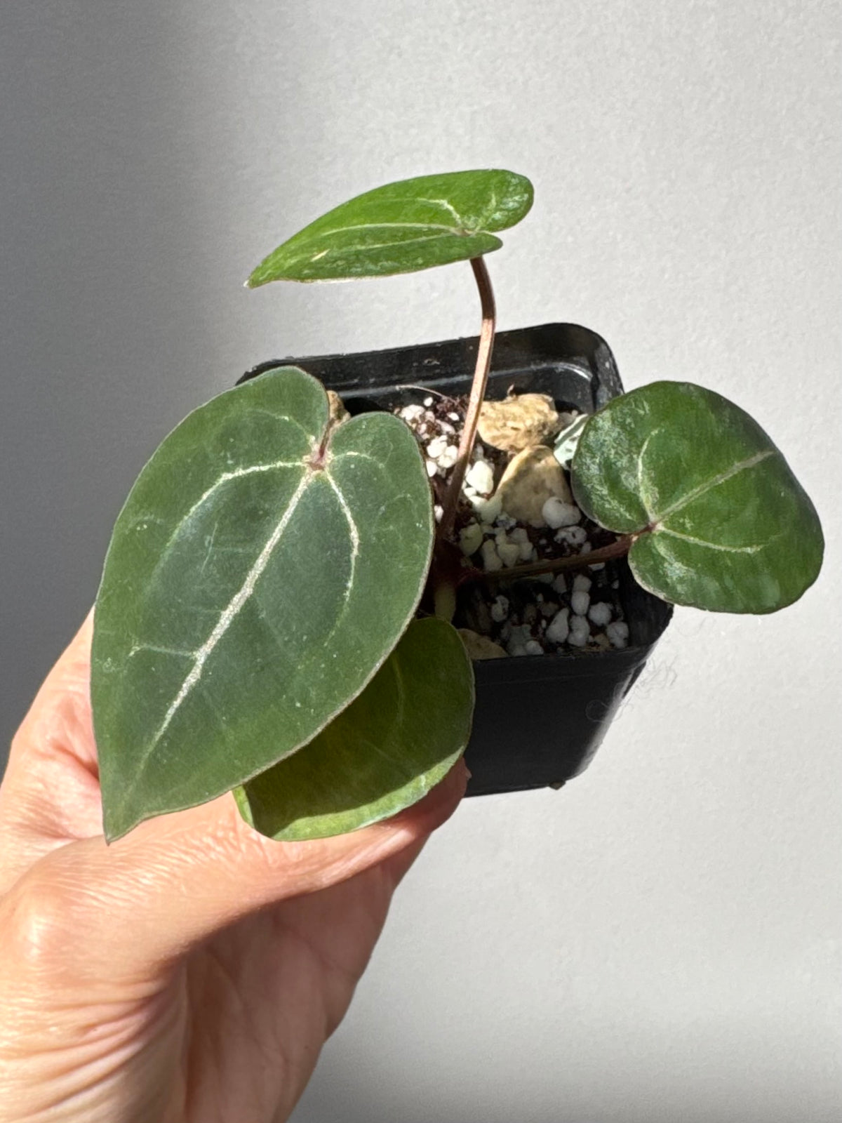 Anthurium Red Crystallinum NSE x Red Crystallinum Tezula
