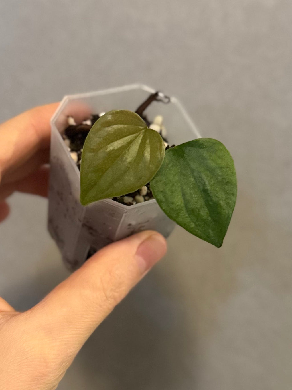 Anthurium luxurians x nigrolaminum ‚Gigi‘