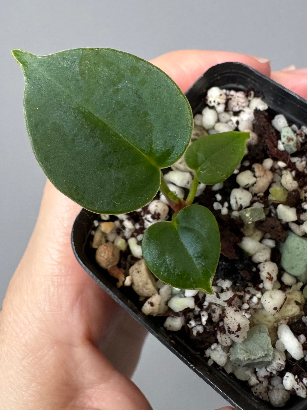 Anthurium PapillilaminumX x (KOS x Silver Blush)