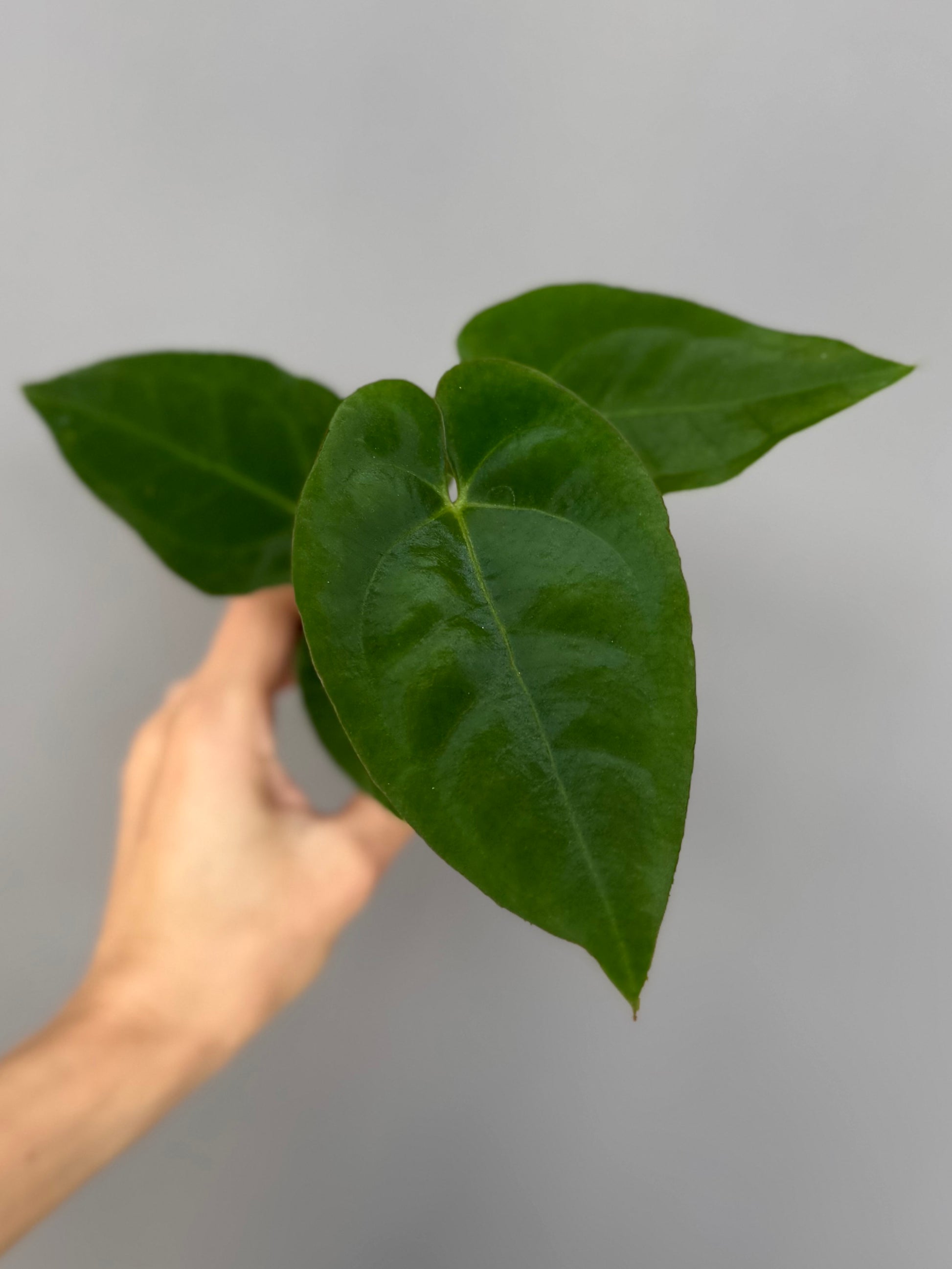 Anthurium crystallinum x papillilaminum - plant A