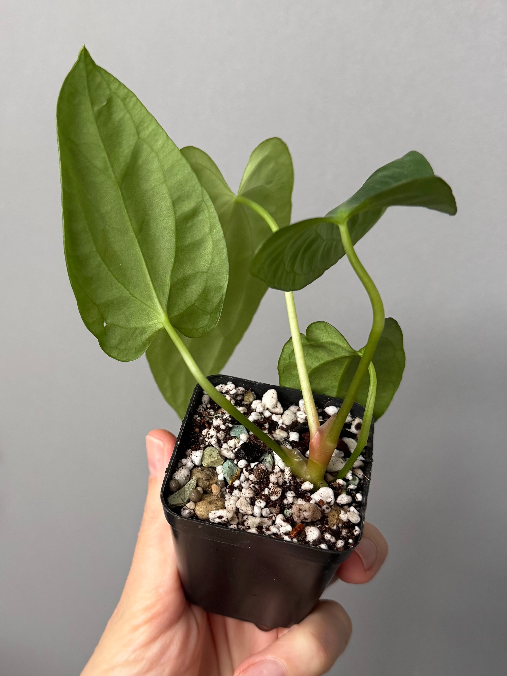 Anthurium (NoID x Papi Indo #2) x  (NoID x Papi Indo #1)