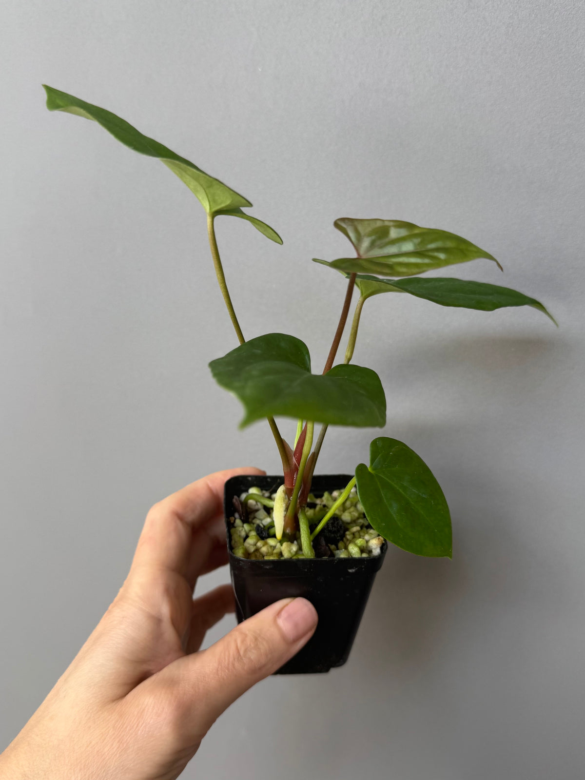 Anthurium ((BVEP x Portillae Dorito) x (Dark Phoenix x Goliath)) x (Fort Sherman x RVDP)