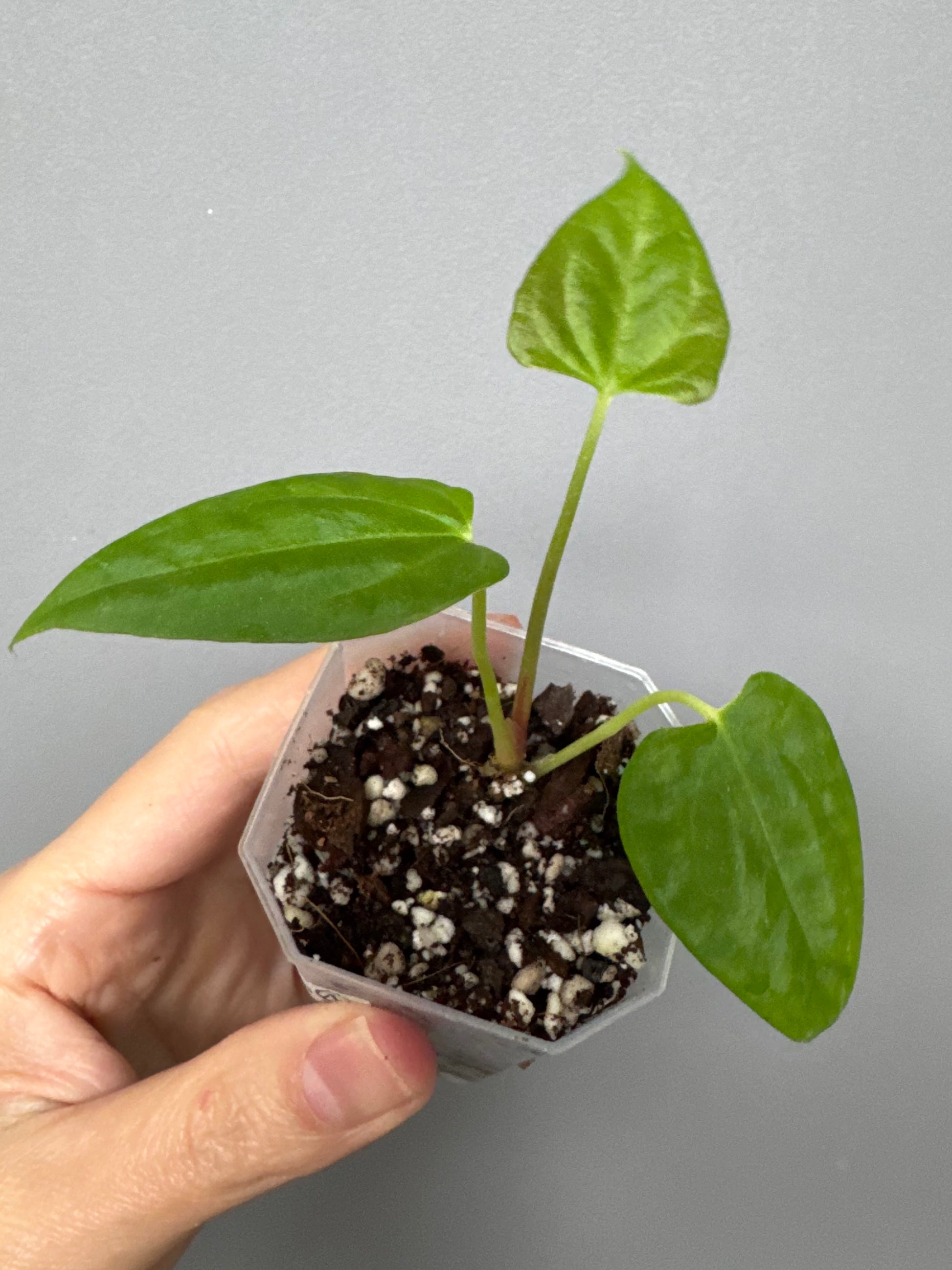 Anthurium NoID x Papi Indo #1 (Thilo)
