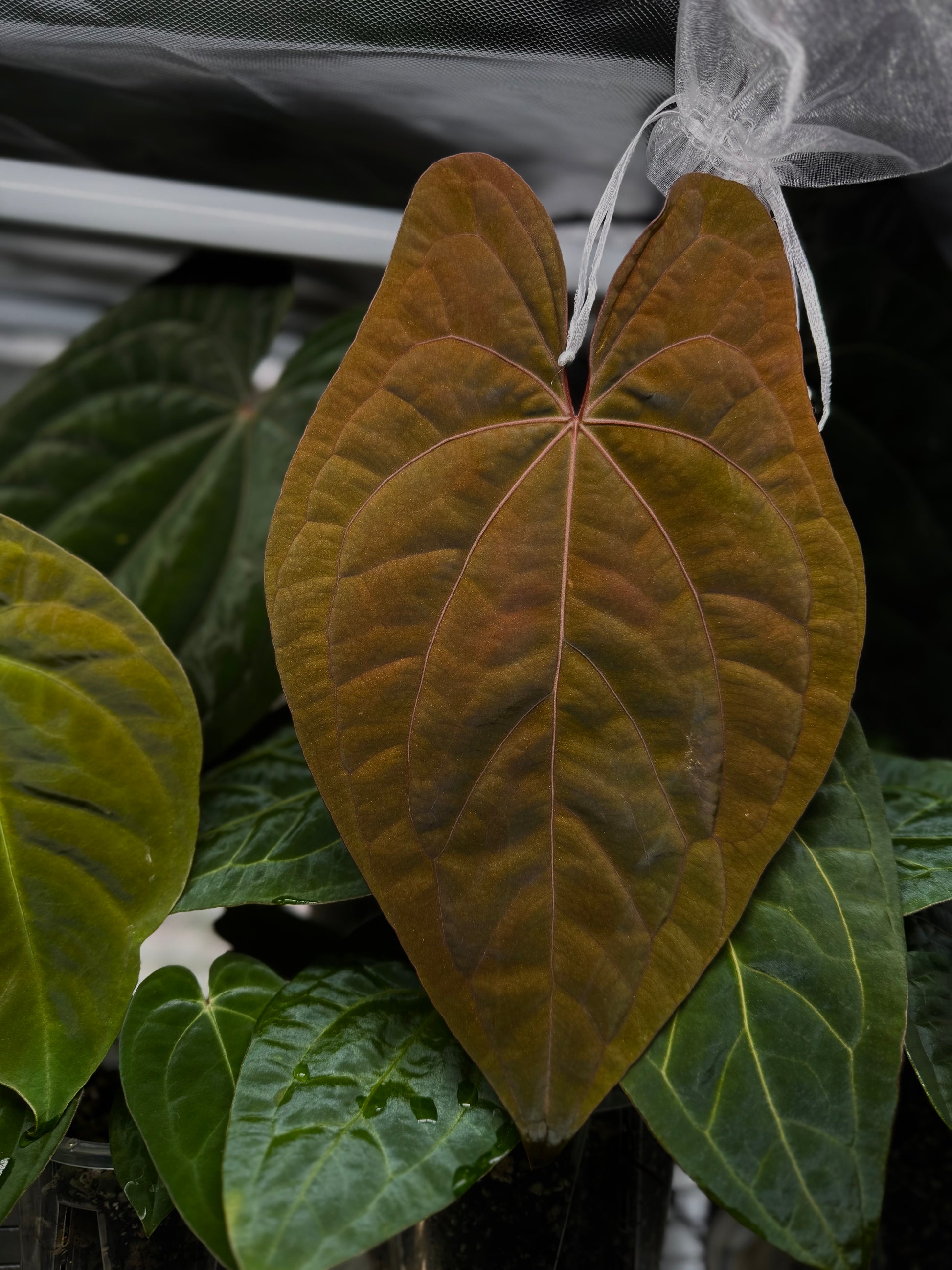 (Papillilaminum Daniel x Besseae aff.) X RVDP - one leafer