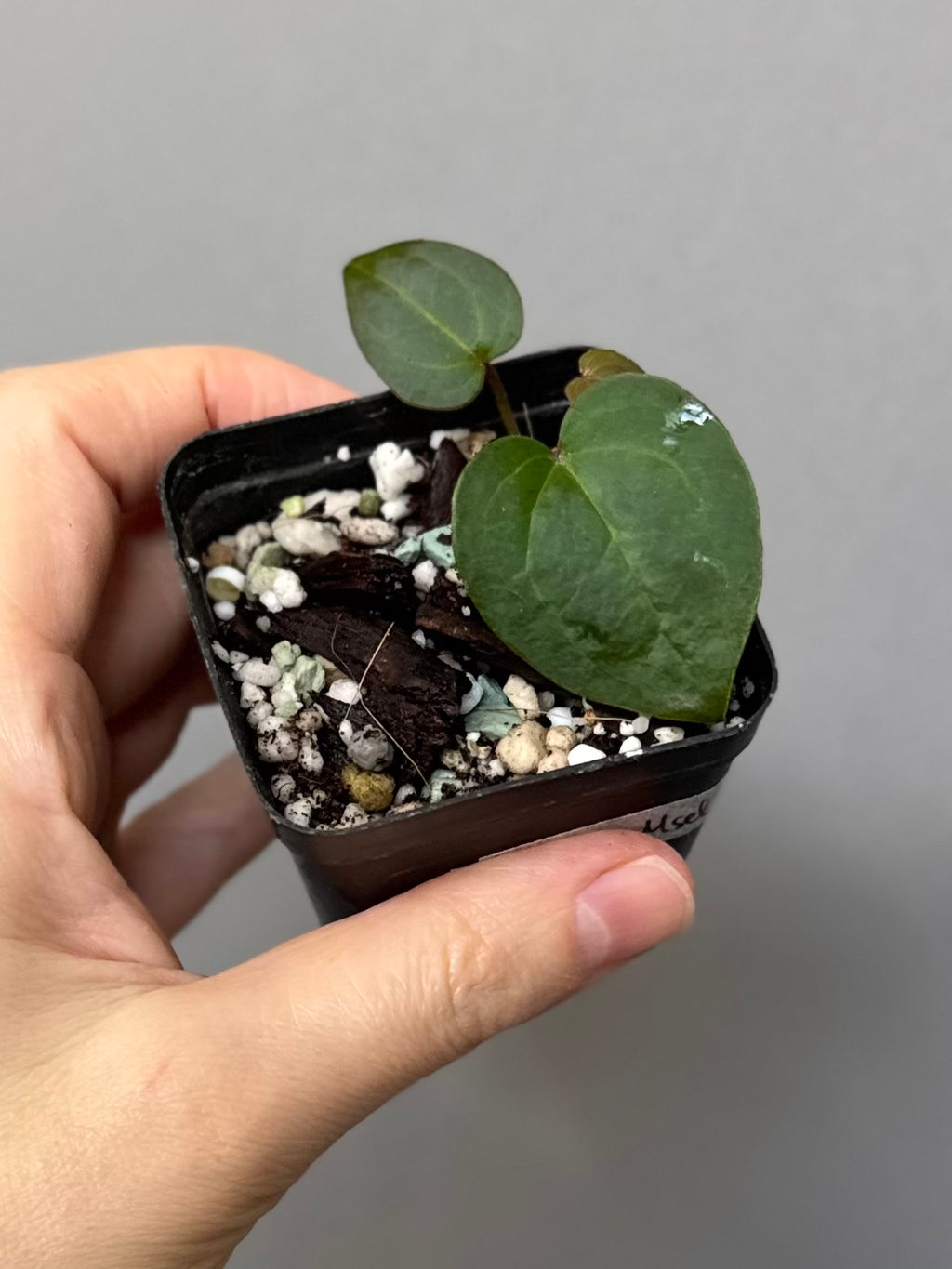 Anthurium AOS df Tezula x ZxM selected (by variegated_stringray)