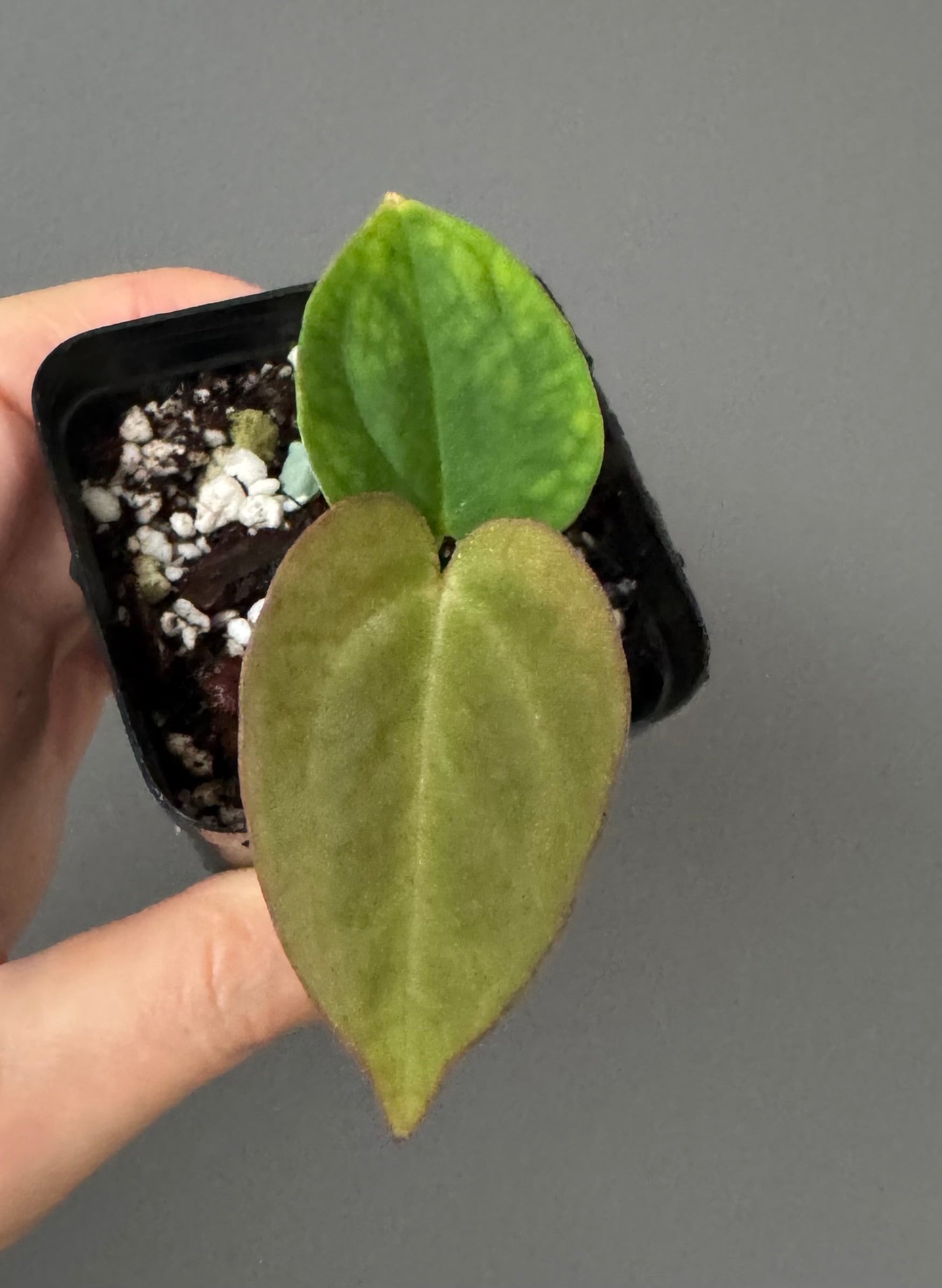 Anthurium magnificum x BVEP OG1 (#1)