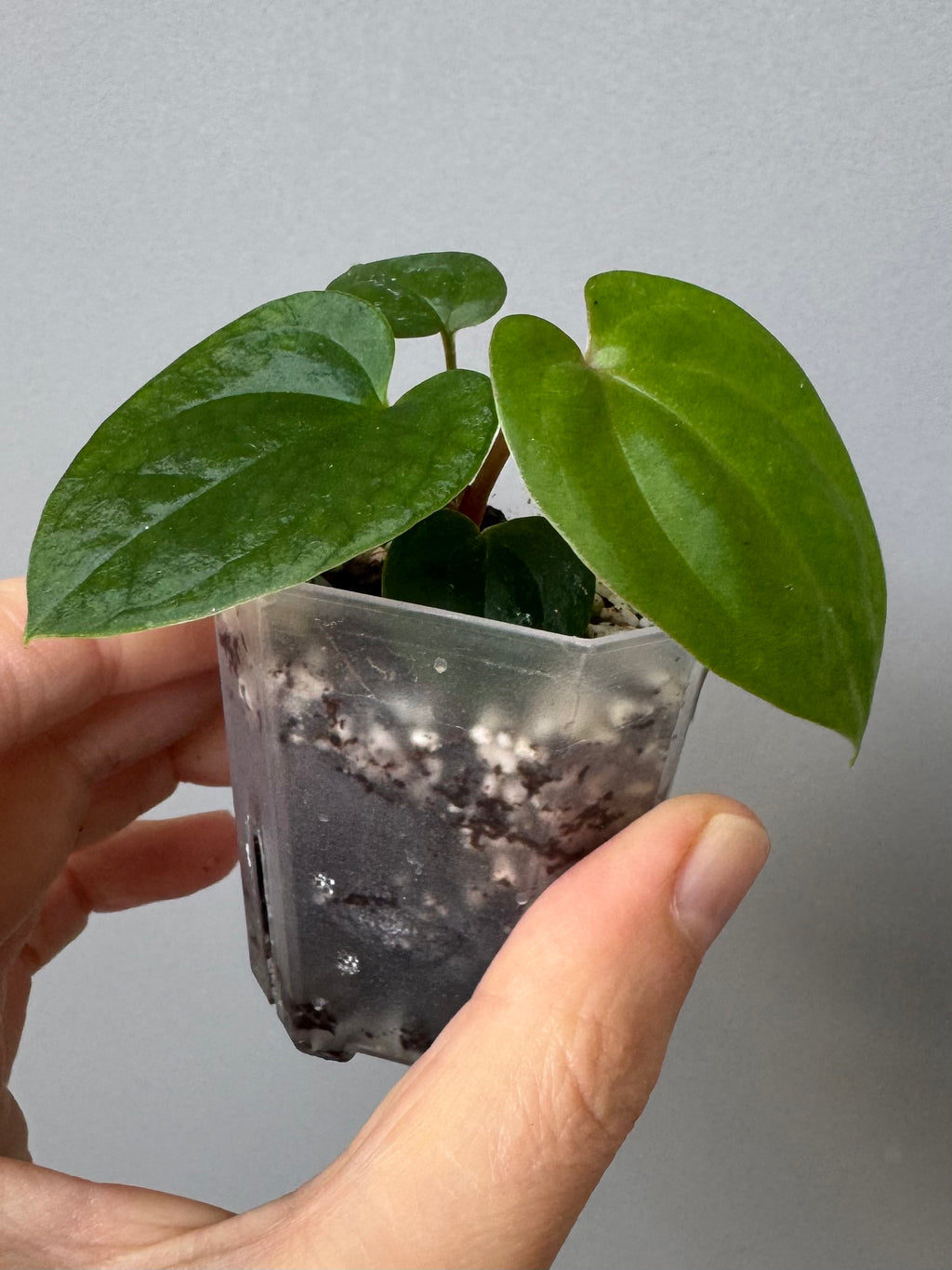 Anthurium (AOS x Carla) x RVDP