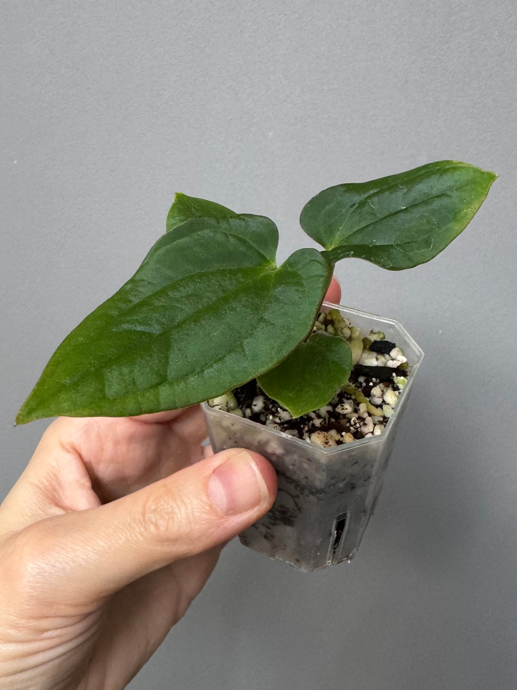Anthurium BVEP x (Red Crystallinum x BVEP)