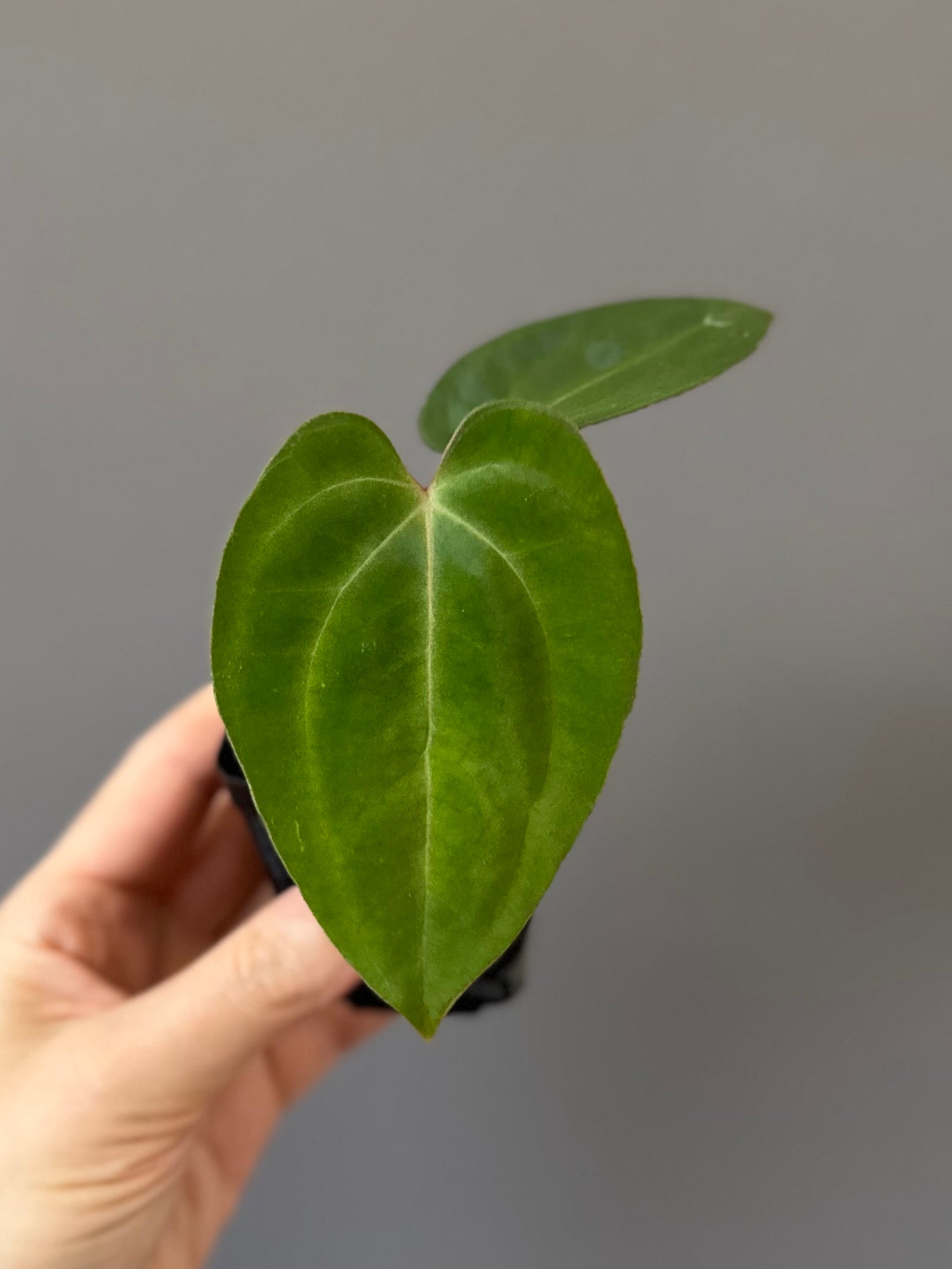 Anthurium Besseae aff. x Papillilaminum
