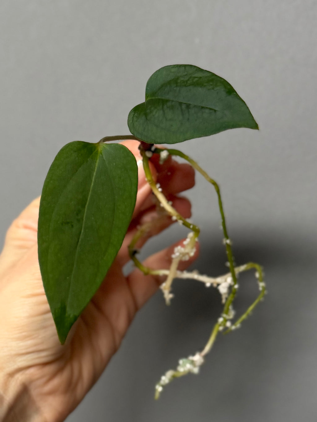 Anthurium portillae ‚Dorito‘ Klon Ableger