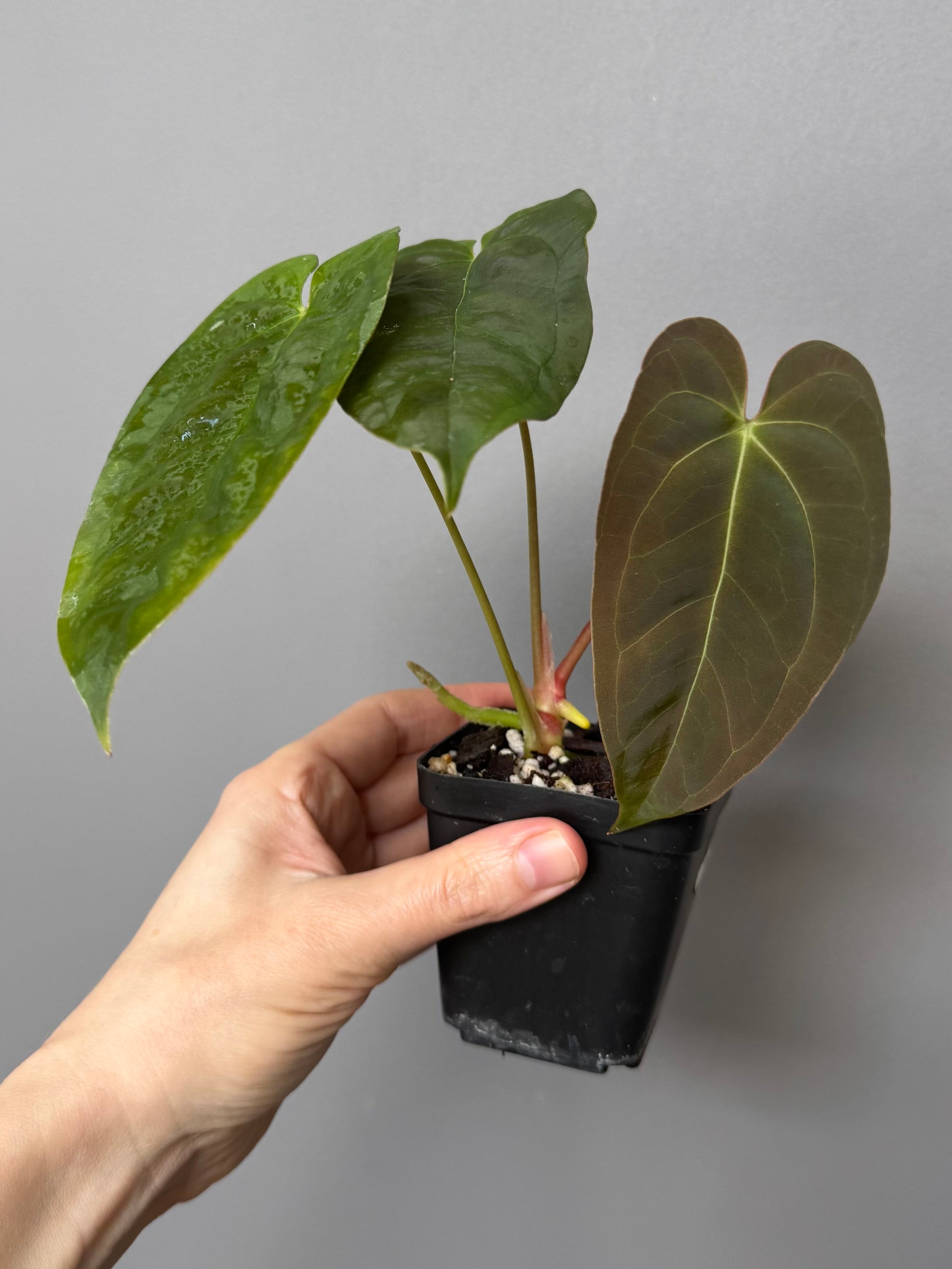 Papillilaminum K1xT5  (#2)