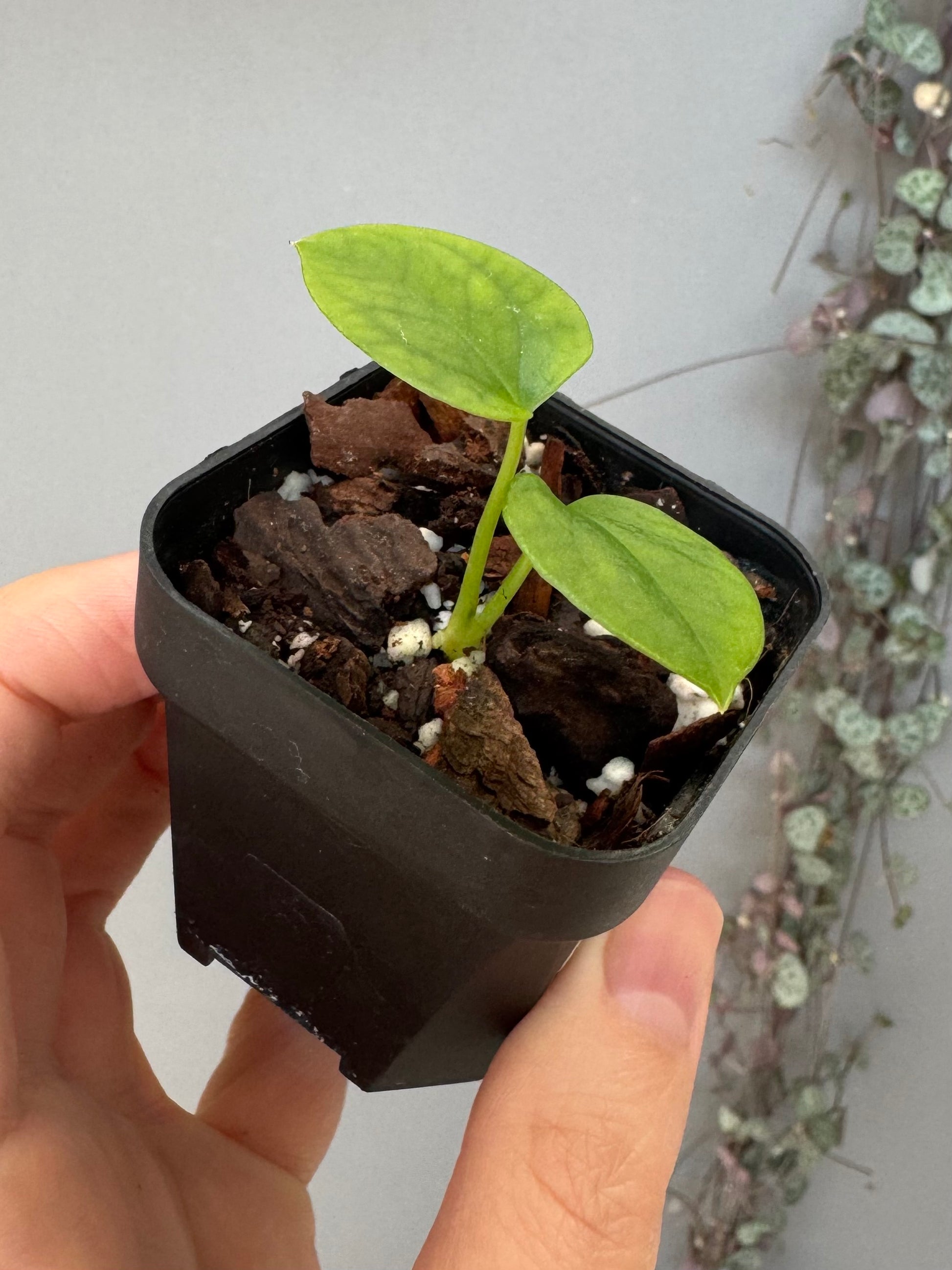 Anthurium papillilaminum x forgetii