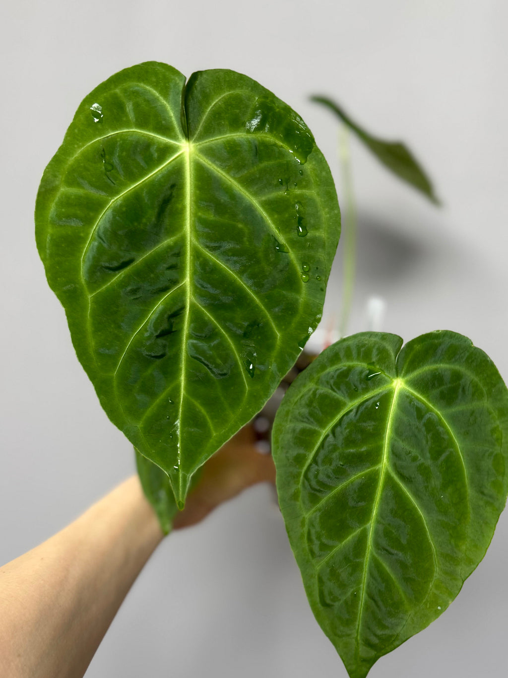 Anthurium besseae true form