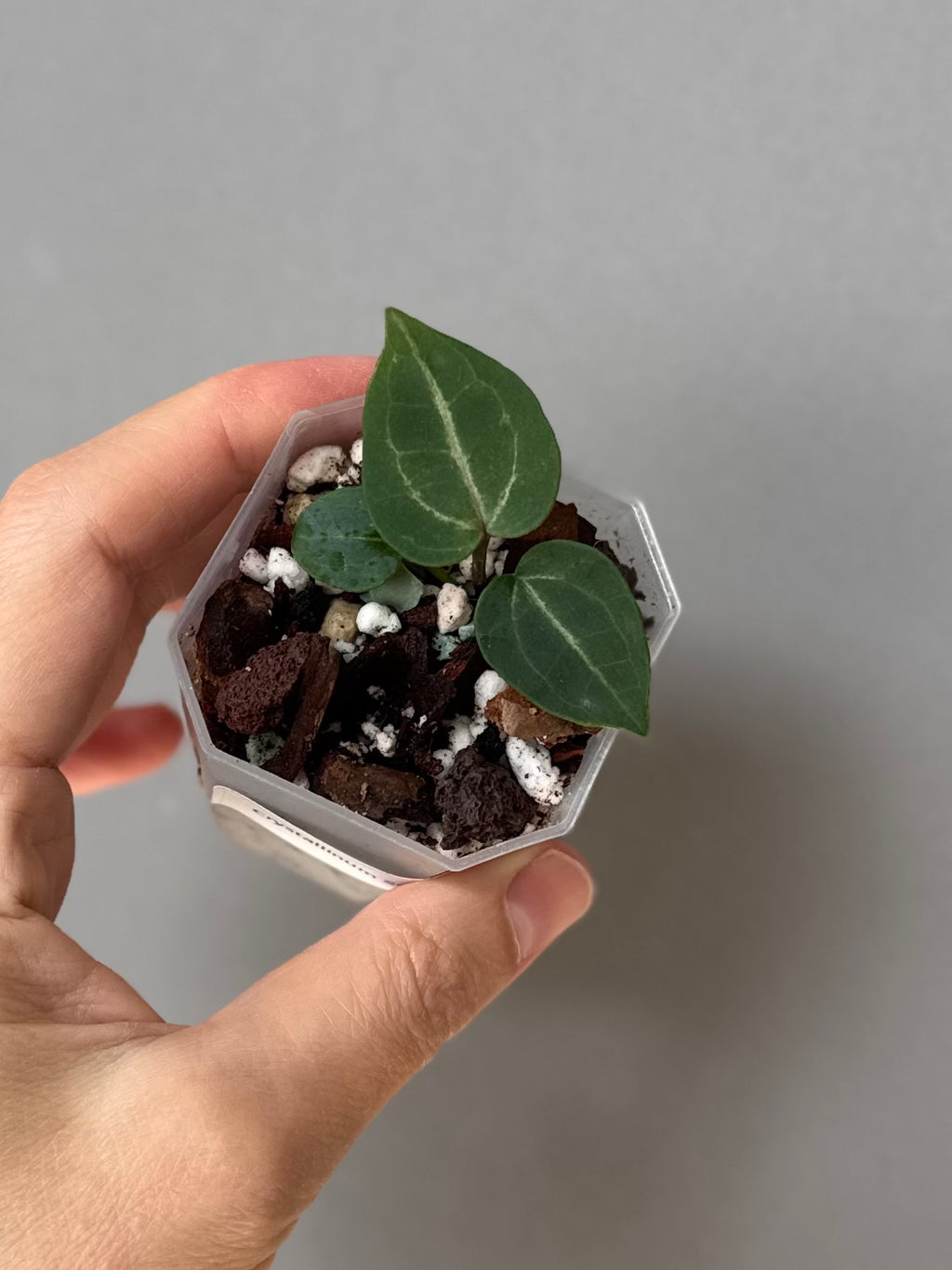 Anthurium (Crystal Select Color x Michelle) xself