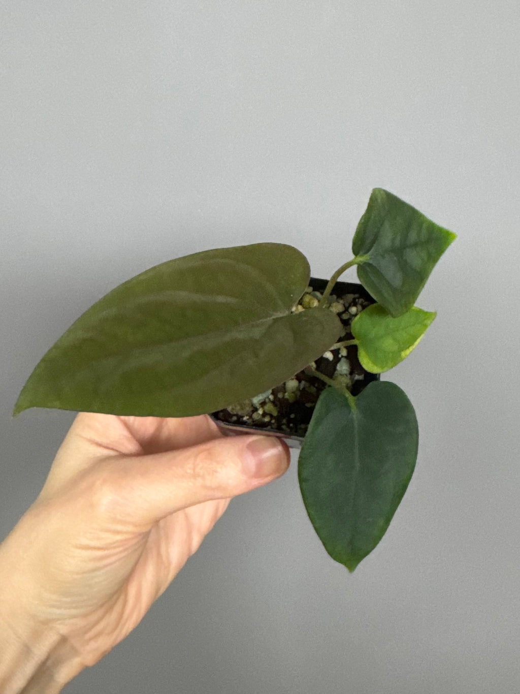 Anthurium Antolakii/ BVEP (Round x Felix) X Felix (Justin Jones / createdinagarden)