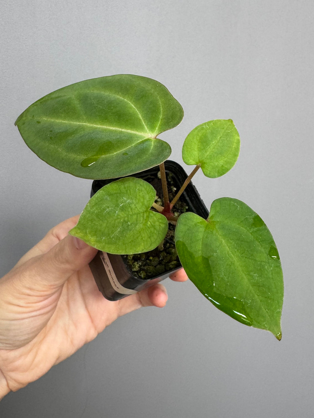Anthurium papillilaminum x besseae aff.