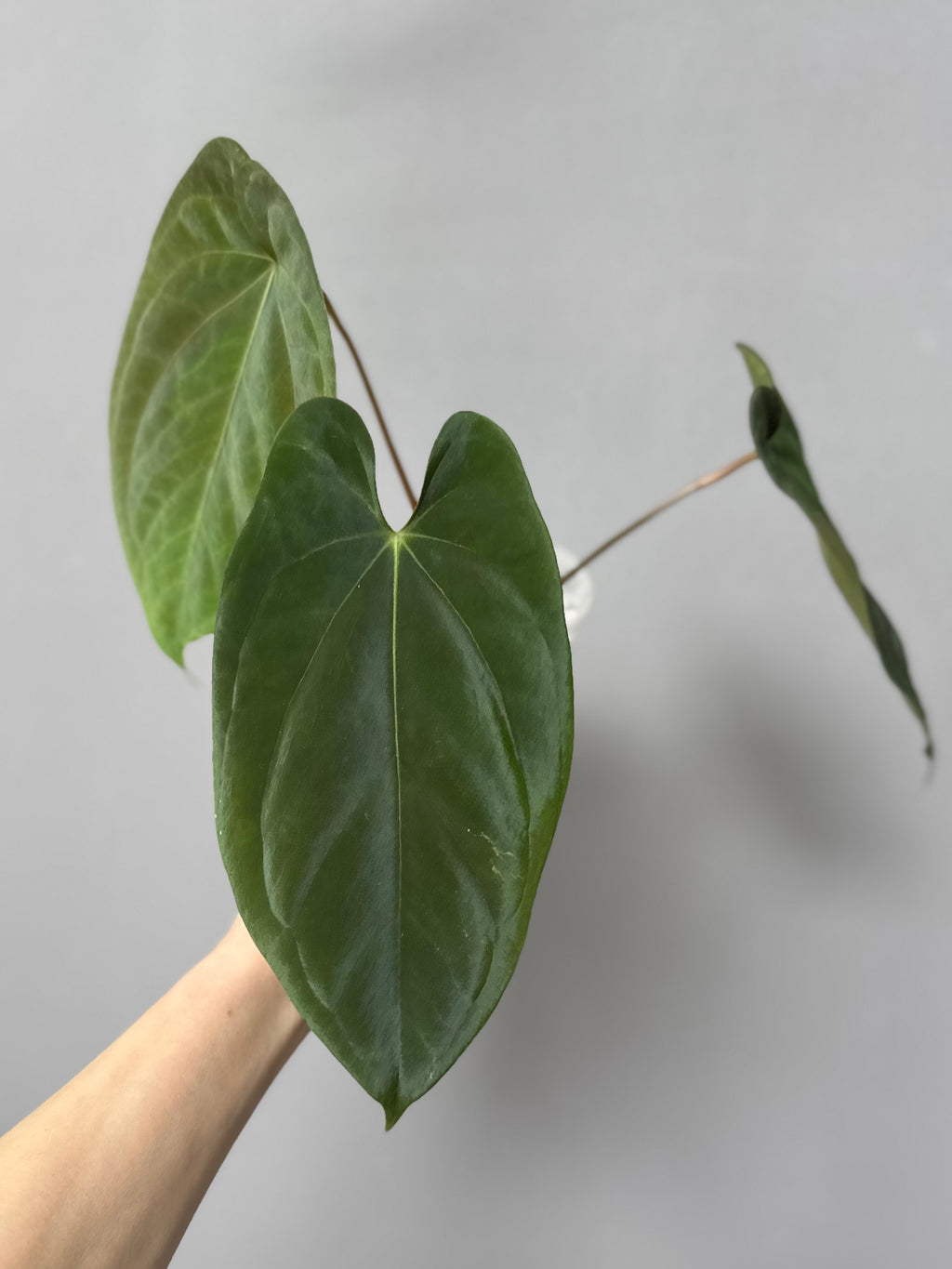 Anthurium (BVEP x portillae ‚Dorito‘) X papillilaminum H1 – top cutting