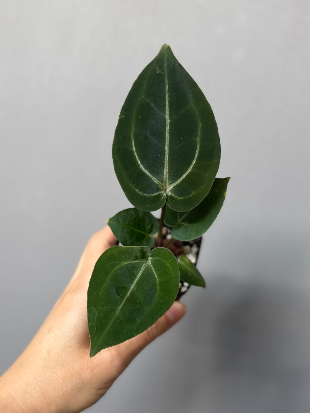 Anthurium (ZxM) x (NSE Red Crystallinum x Carlablackiae)
