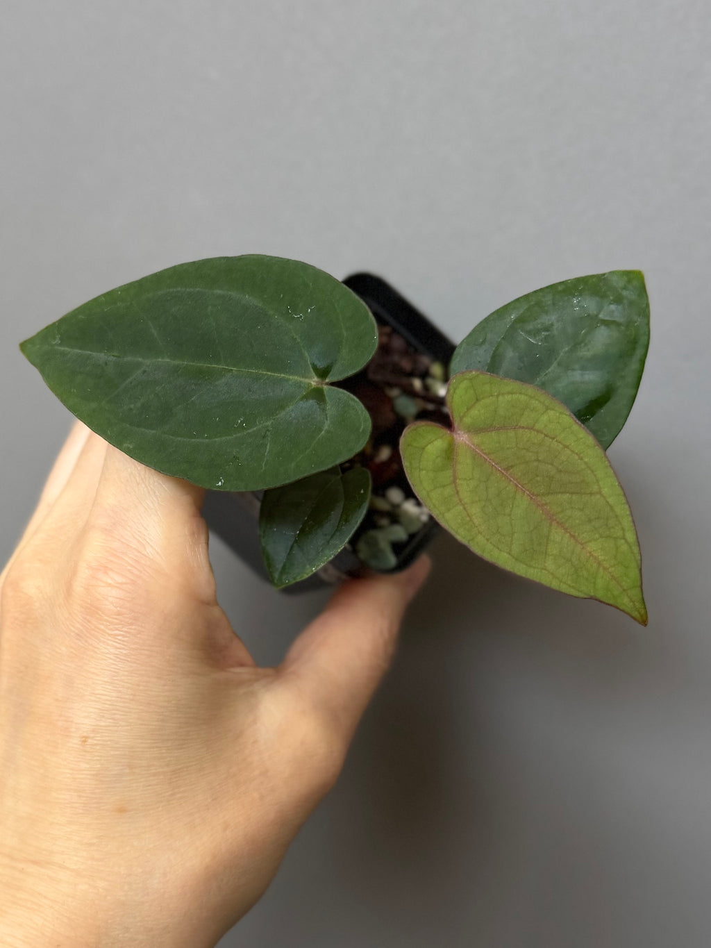 Anthurium (AOS x Carla) x RVDP