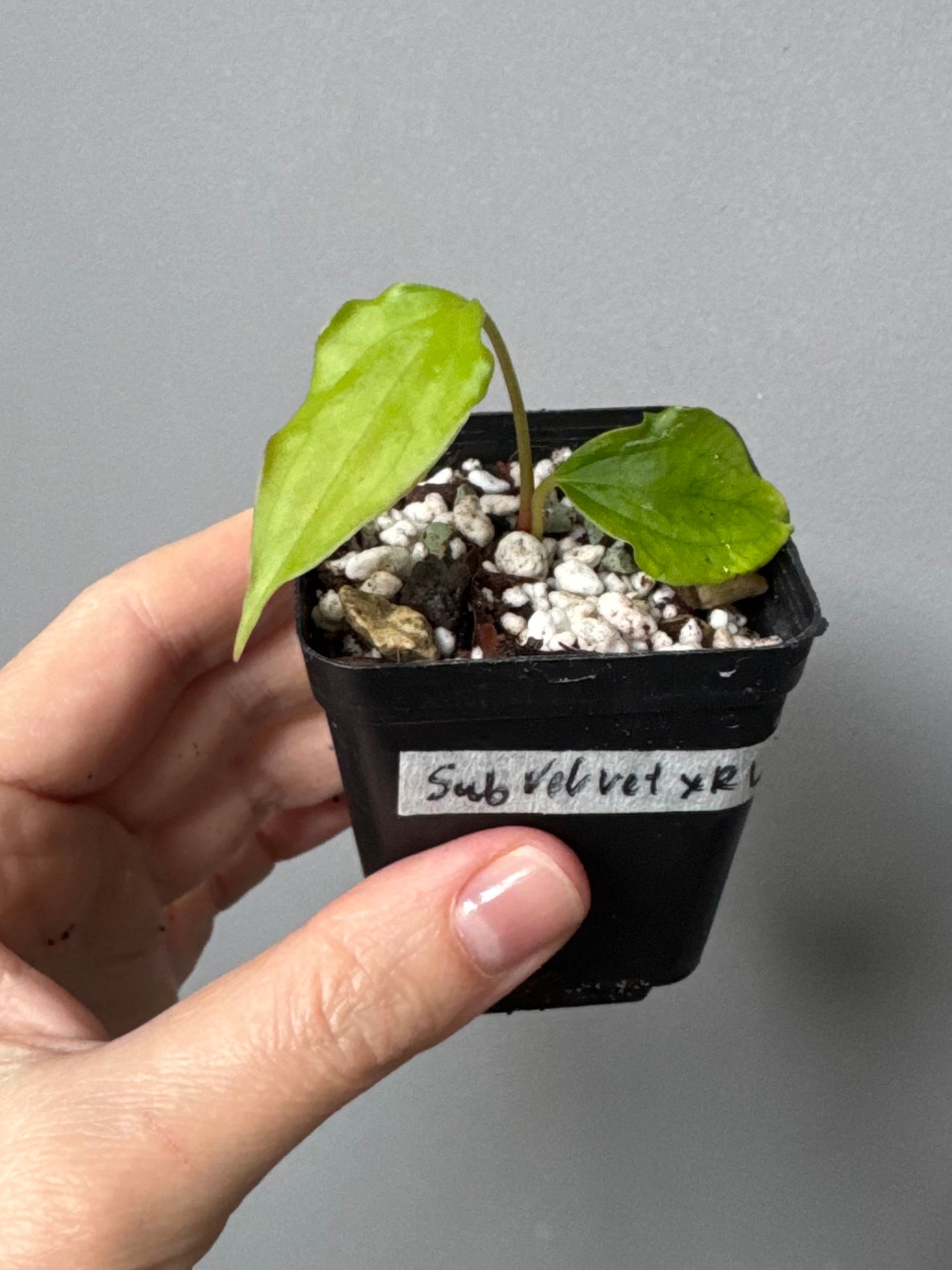 Anthurium Subsignatum Velvet x Ralph Lynam clone (#1) (by mathiuxaroid)