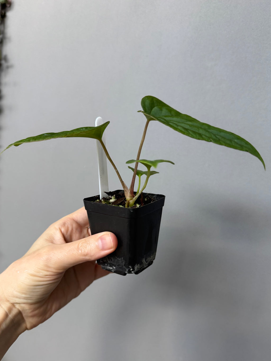 Anthurium (BVEP x Kuna) x (BVEP RxF x F) by thelonelysanctuary