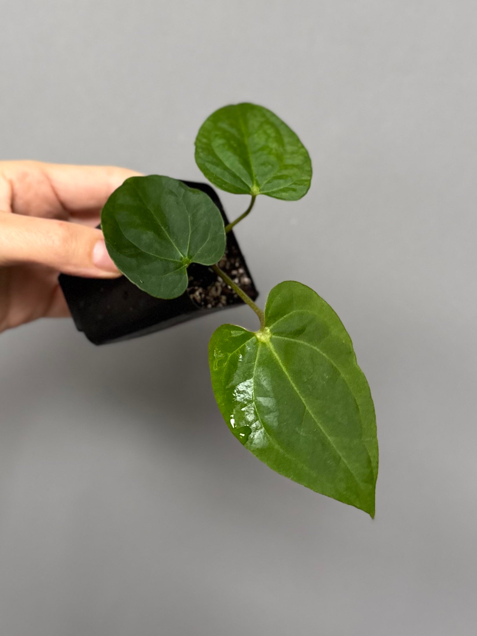 Anthurium Tezula AOS df x BVEP neon (Sarah)